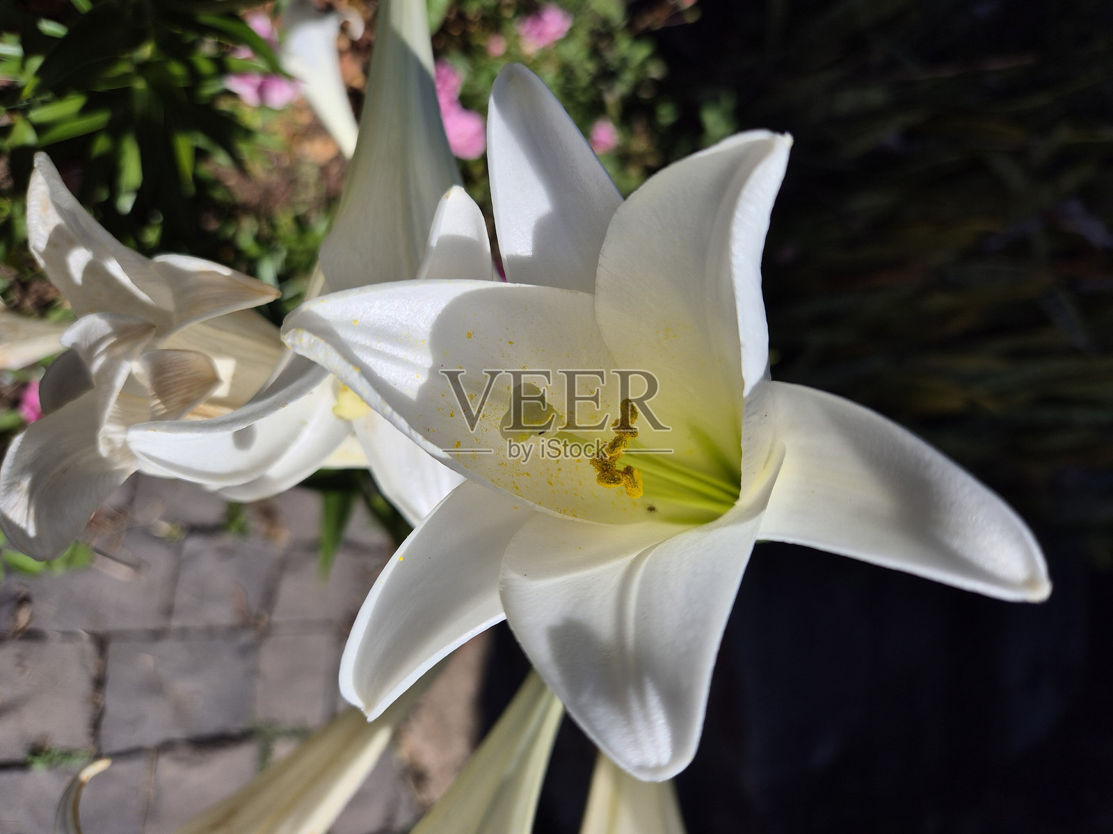 花朵照片摄影图片