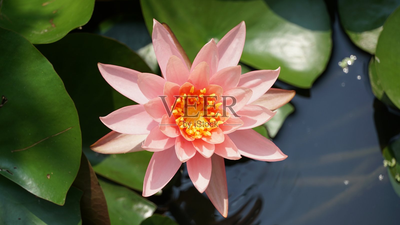 莲花照片摄影图片