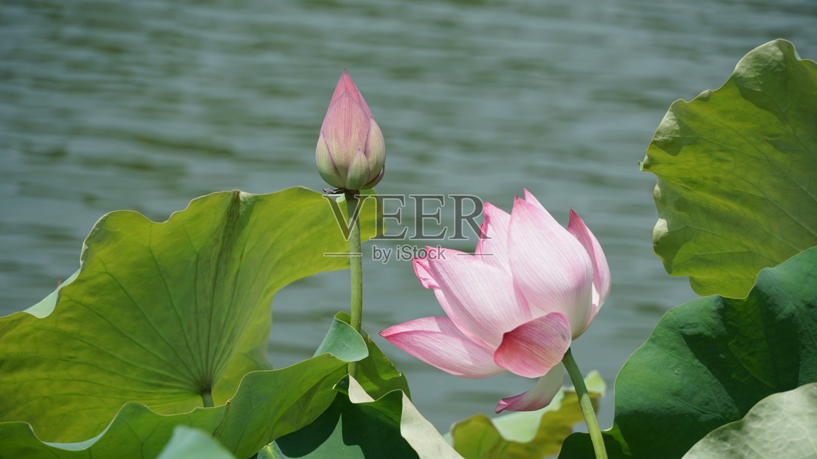 莲花照片摄影图片