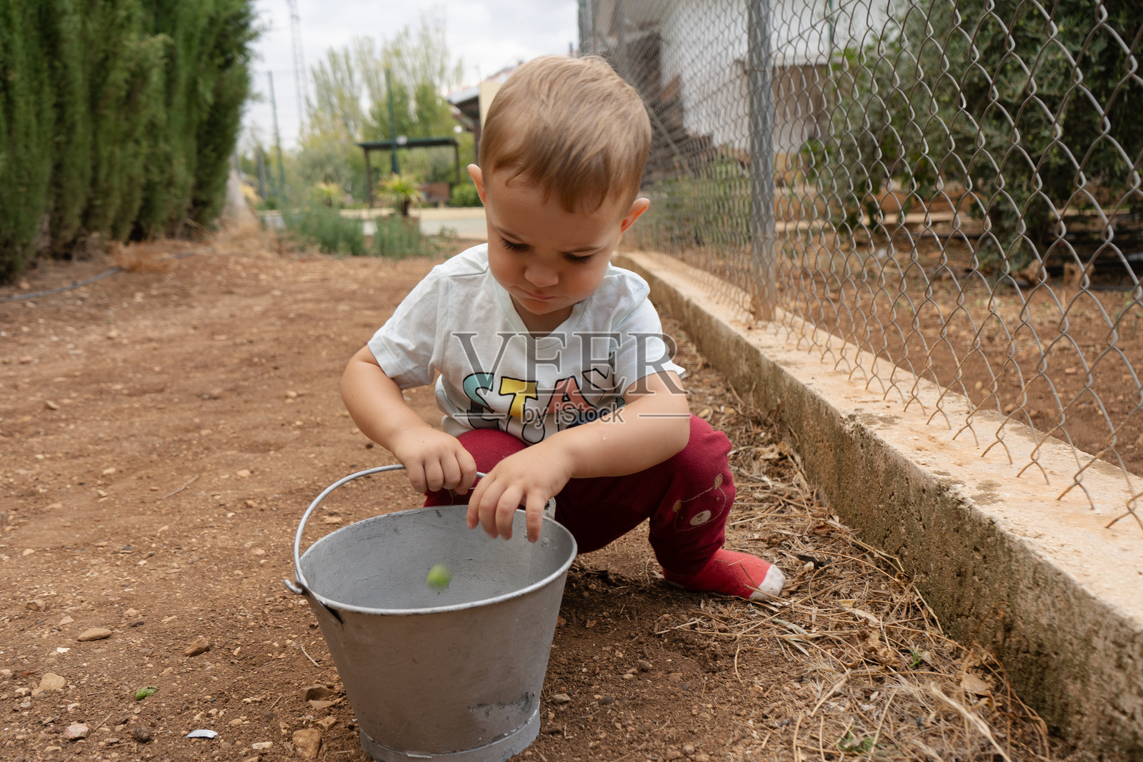 男孩用桶从地上捡橄榄照片摄影图片