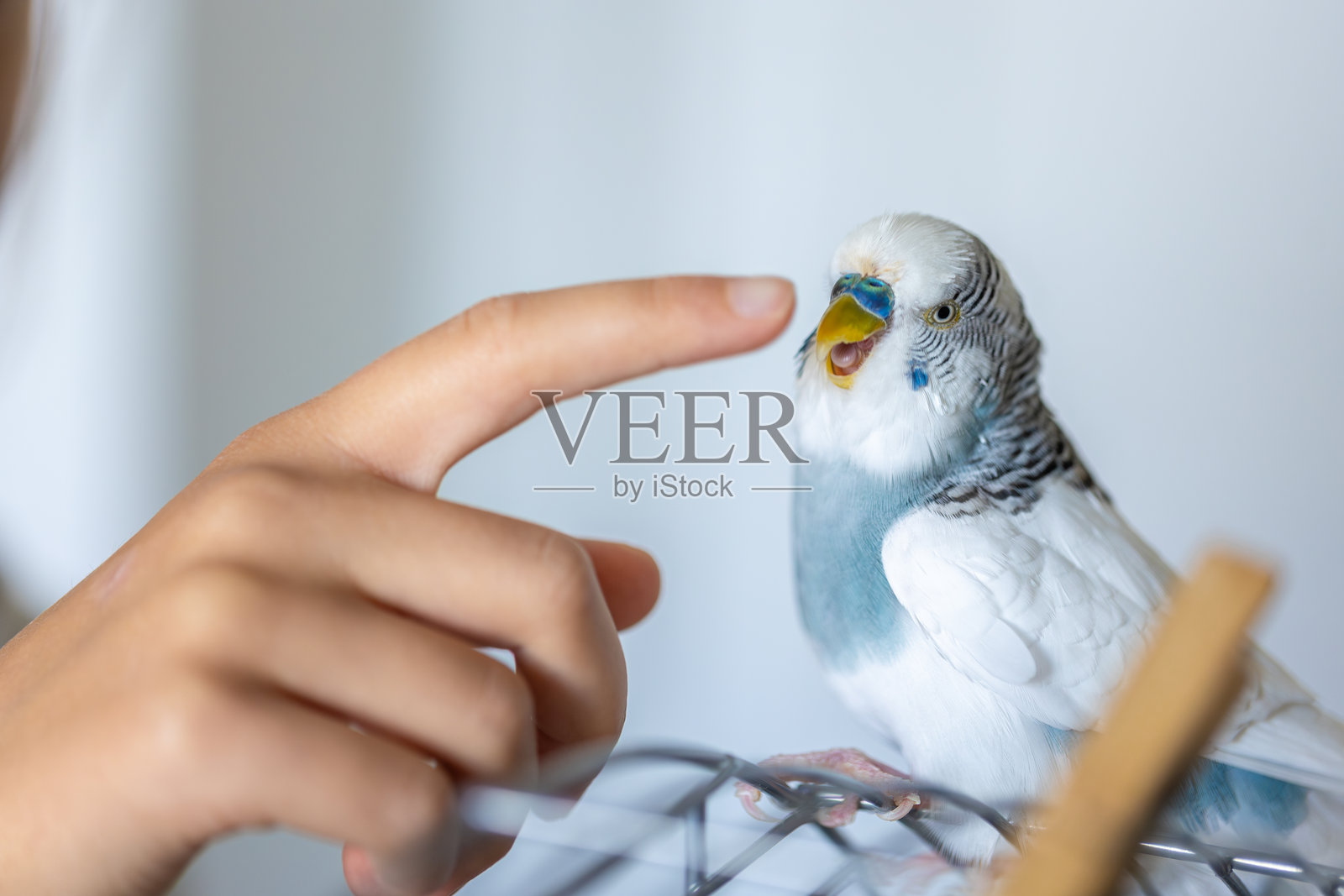 蓝白色的虎皮鹦鹉。宠物概念和家禽。照片摄影图片