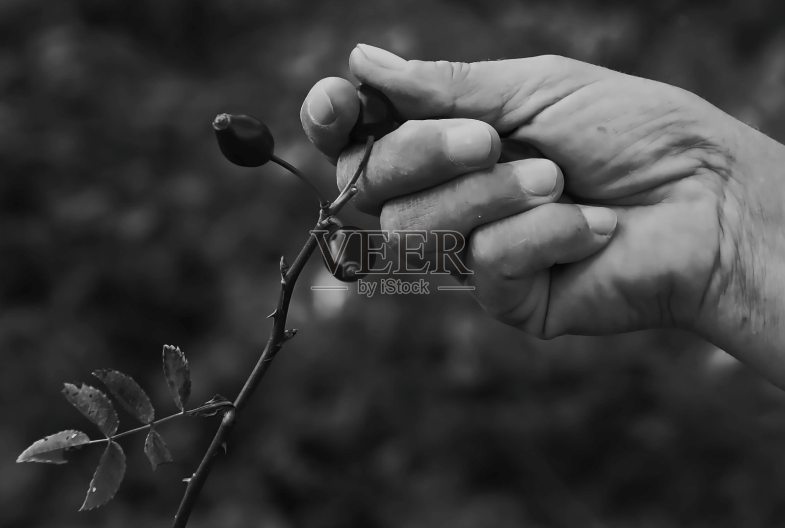 挑选照片摄影图片