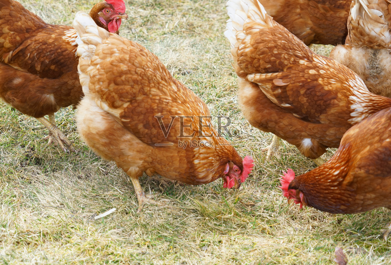 在草地上觅食的散养鸡照片摄影图片