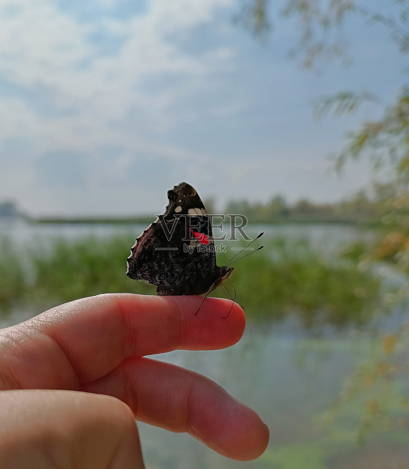 一只惊艳的海军蝶停在城市外一位女性的手指上照片摄影图片