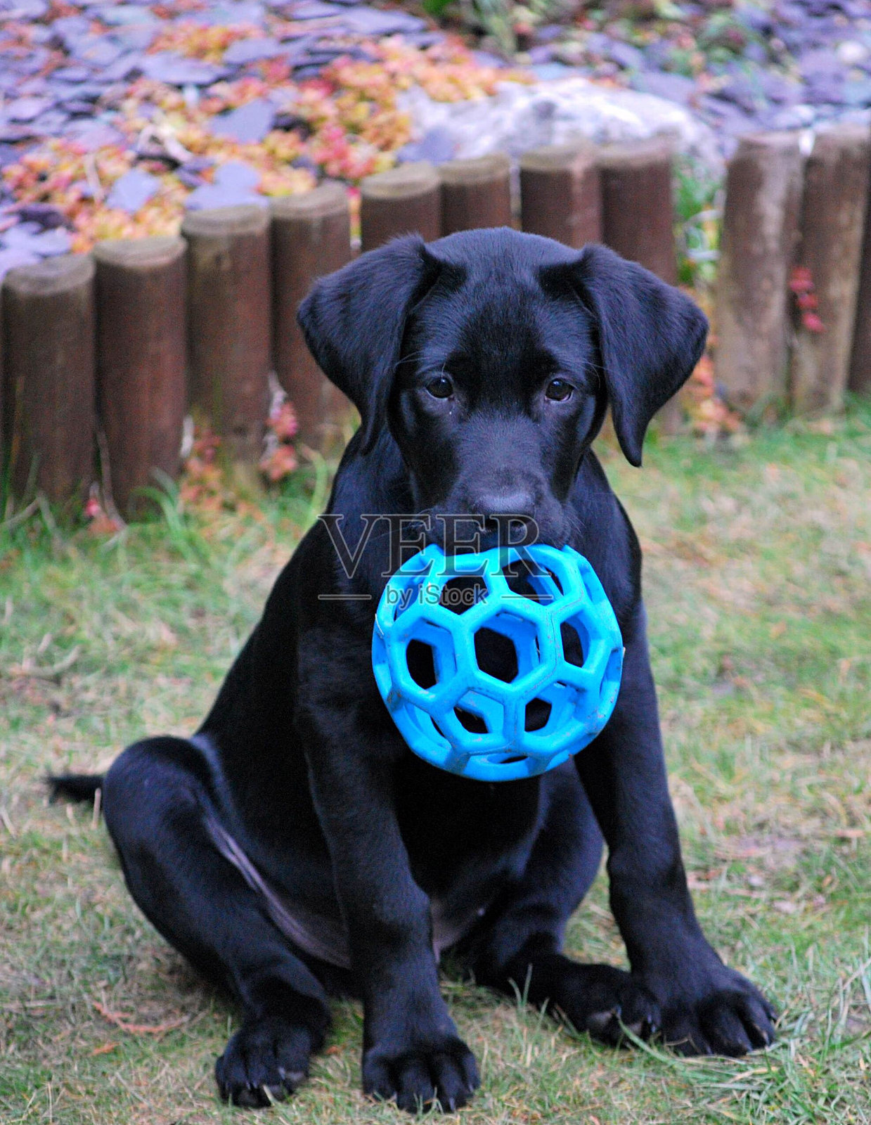 田野上坐着的狗与球的肖像照片摄影图片