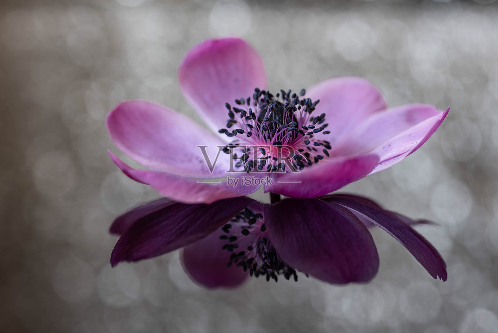 粉色花朵特写照片摄影图片