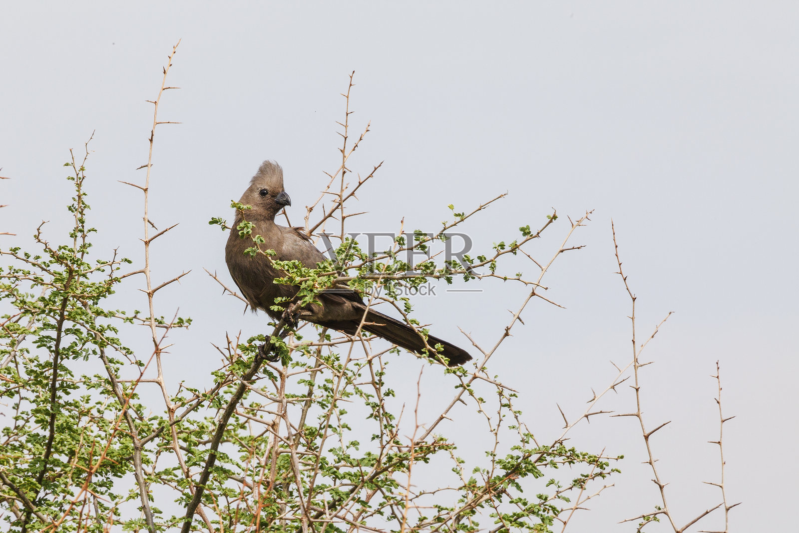 低角度视图的鸟栖息在树上，背景是天空照片摄影图片