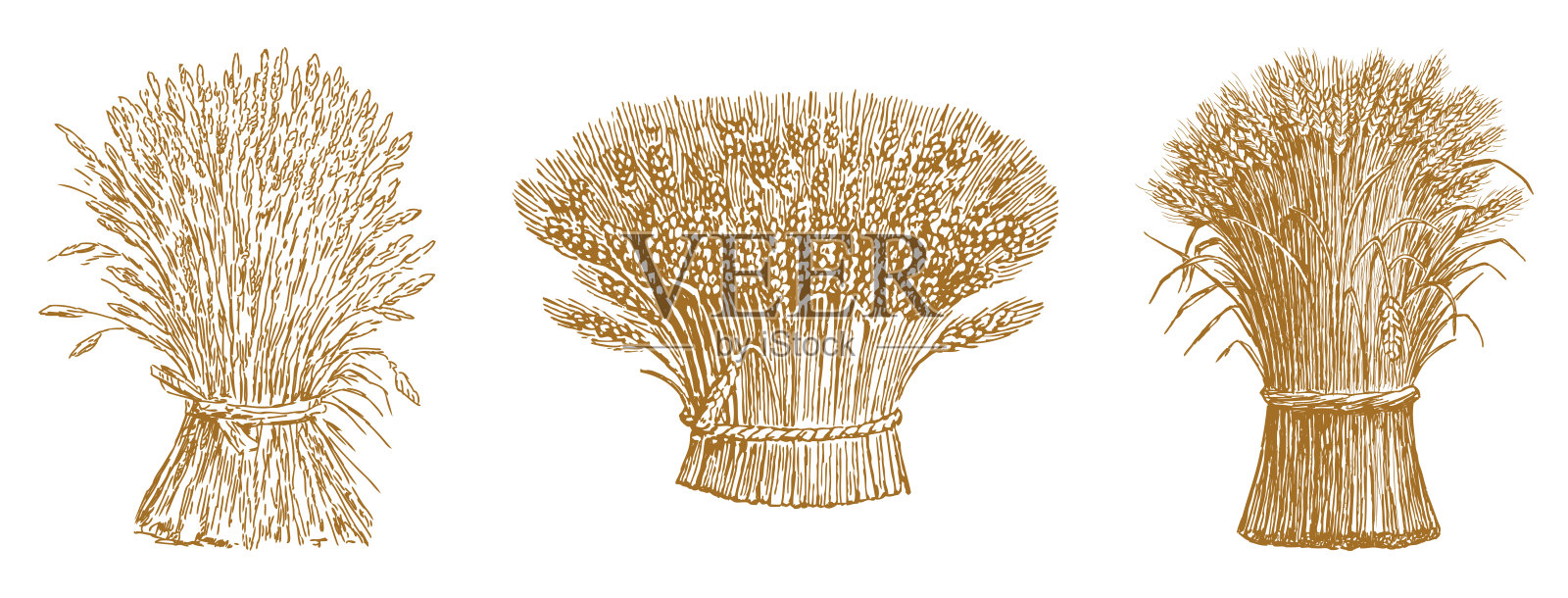 成熟小麦束的手绘图集，矢量插图，白色背景独立展示插画图片素材