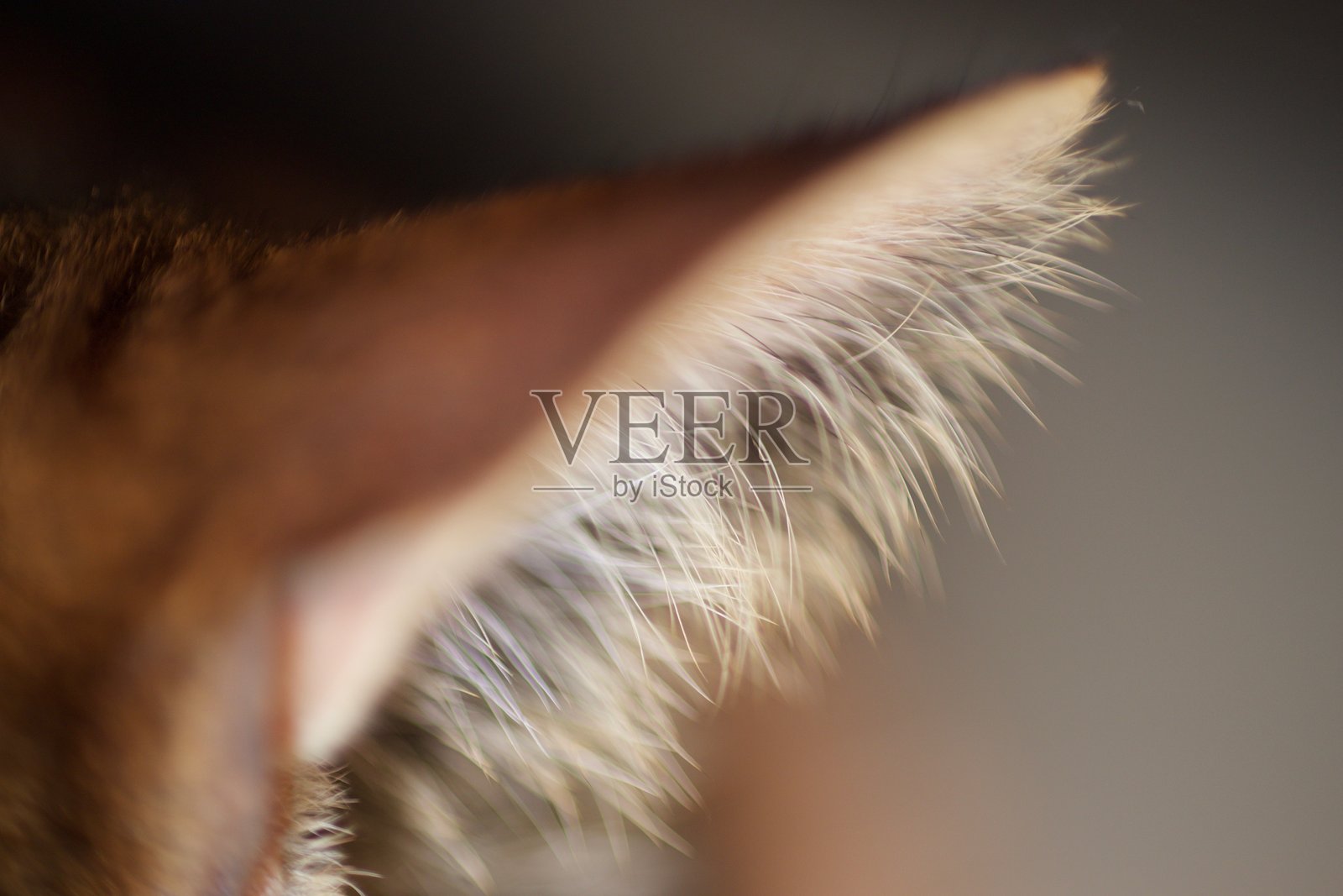 猫的特写镜头照片摄影图片