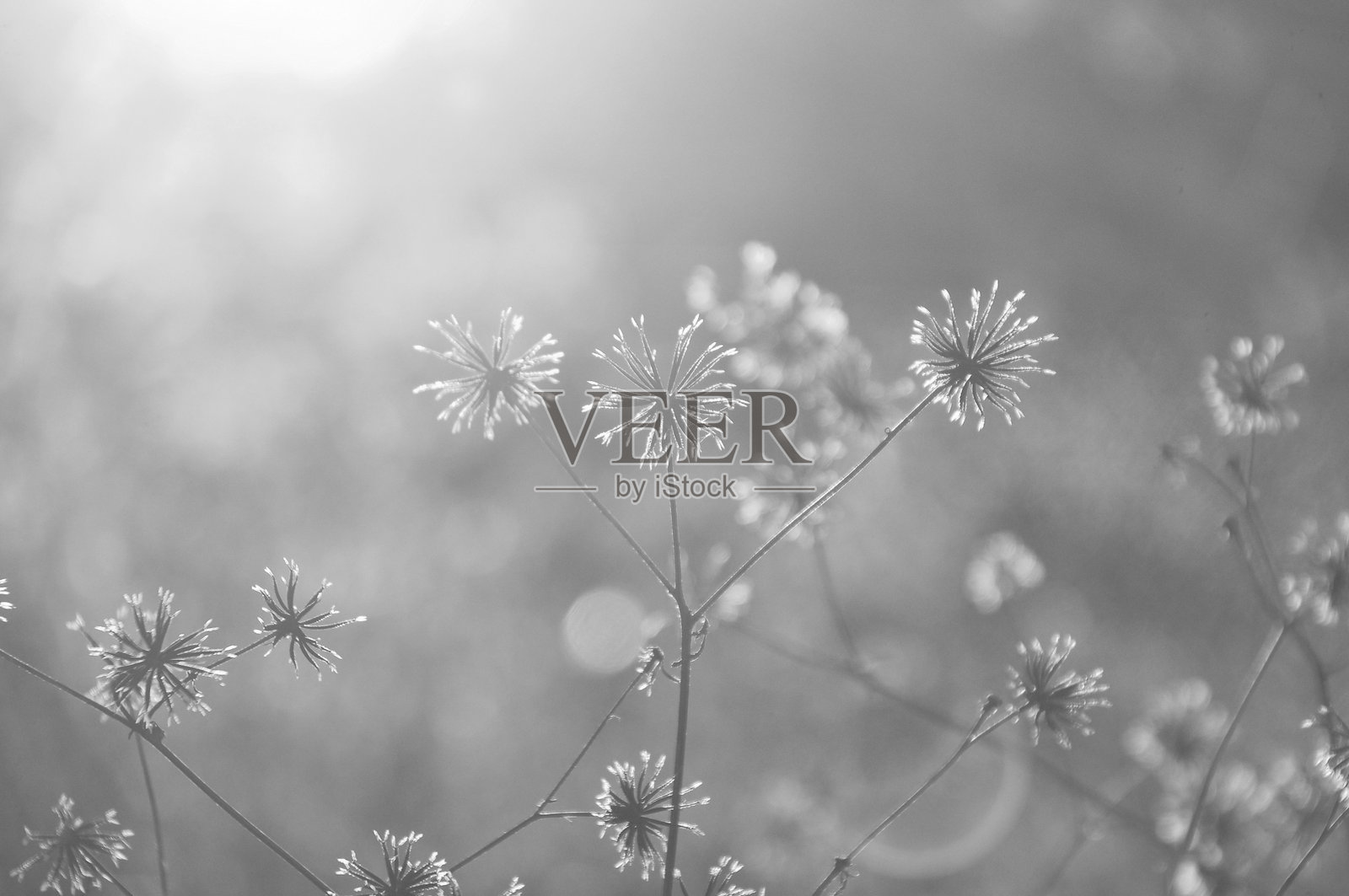 土地上开花植物的特写照片摄影图片