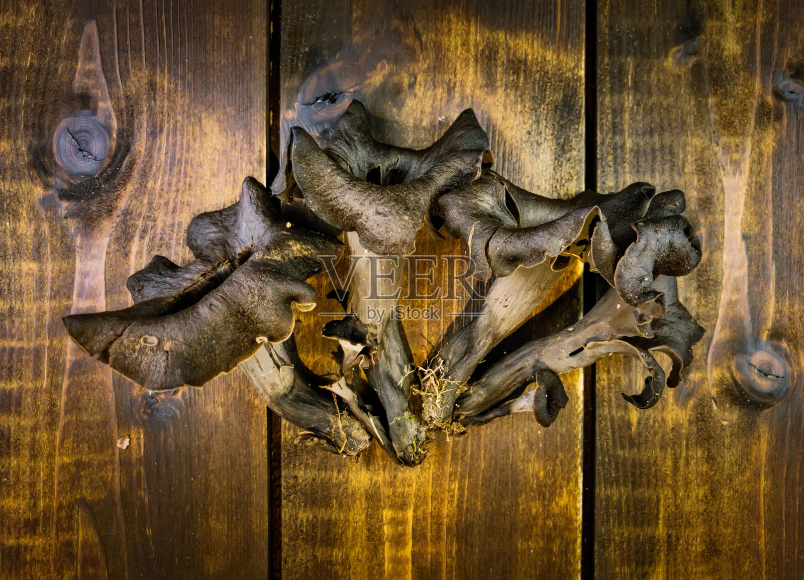 黑色喇叭蘑菇特写照片摄影图片