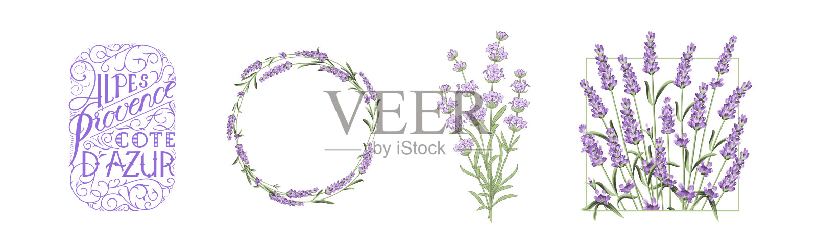 一组薰衣草花元素。白色背景上的薰衣草花集合。矢量插图包。插画图片素材