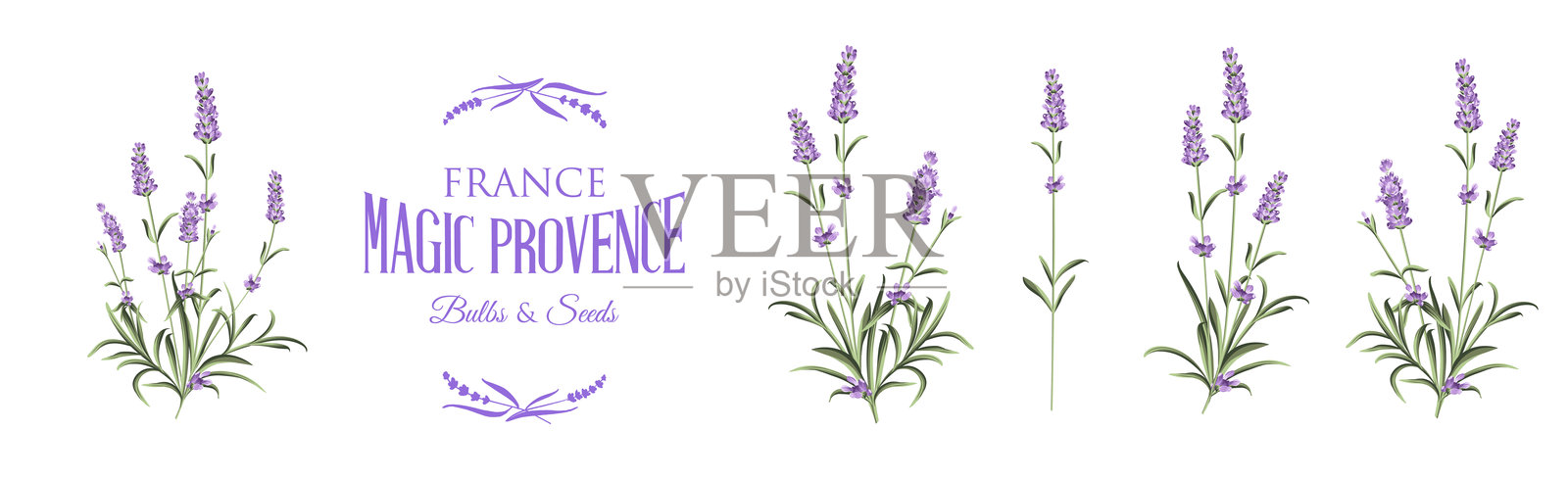 一组薰衣草花元素。白色背景上的薰衣草花集合。矢量插图包。插画图片素材