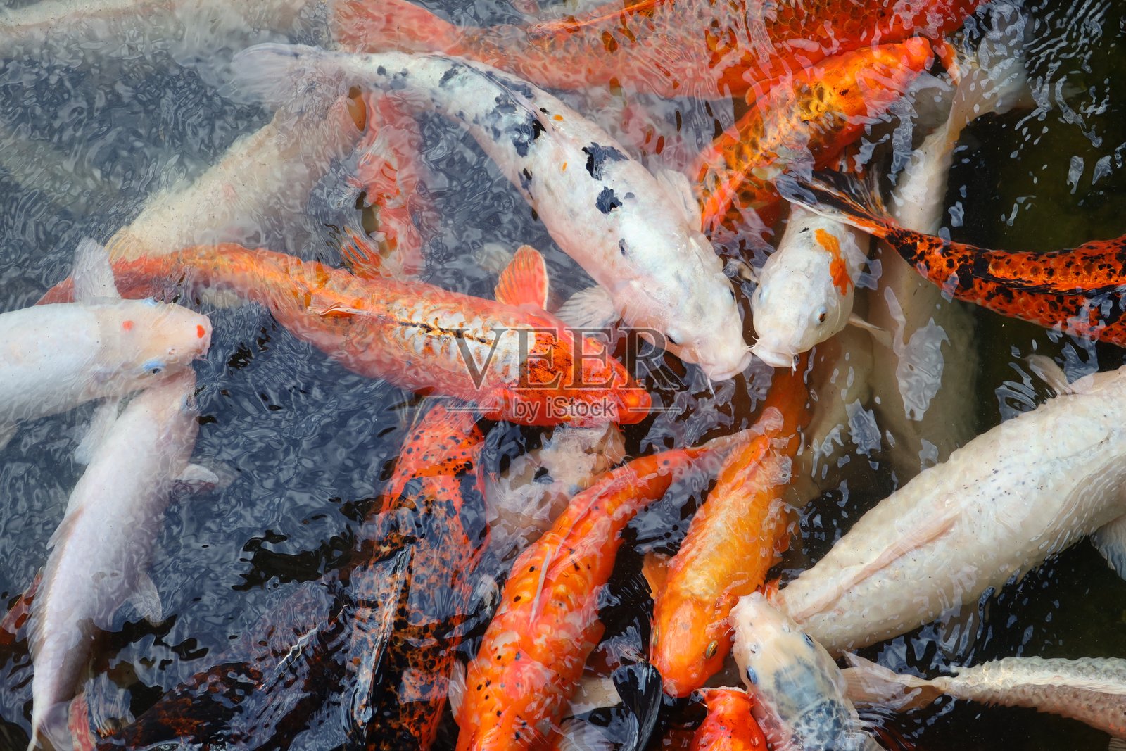 一群鱼在池塘里游泳。鱼是橙色和白色的。水很浑浊。照片摄影图片