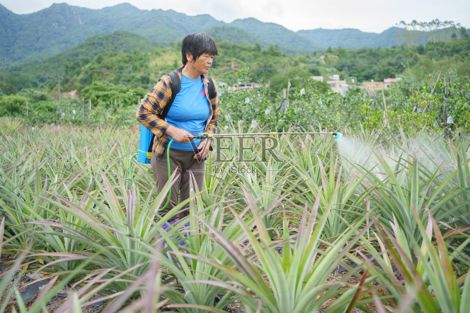 老年人在种植区喷洒肥料照片摄影图片