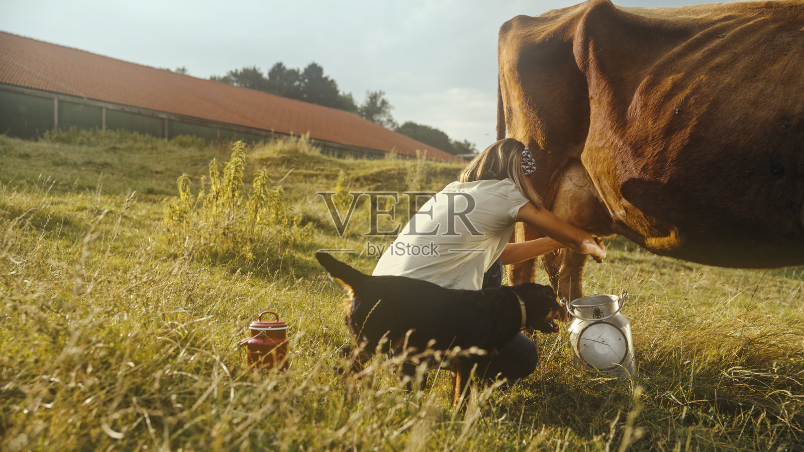 中年女性在乡村农场照料牲畜照片摄影图片