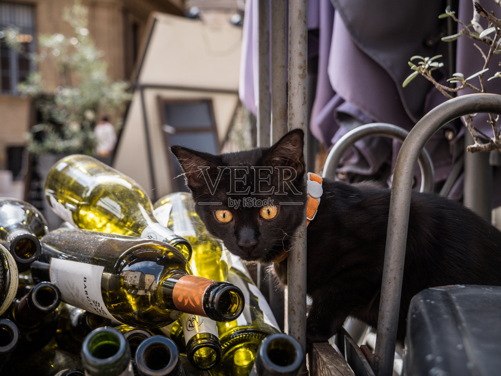 黑猫在法国葡萄酒瓶之间照片摄影图片