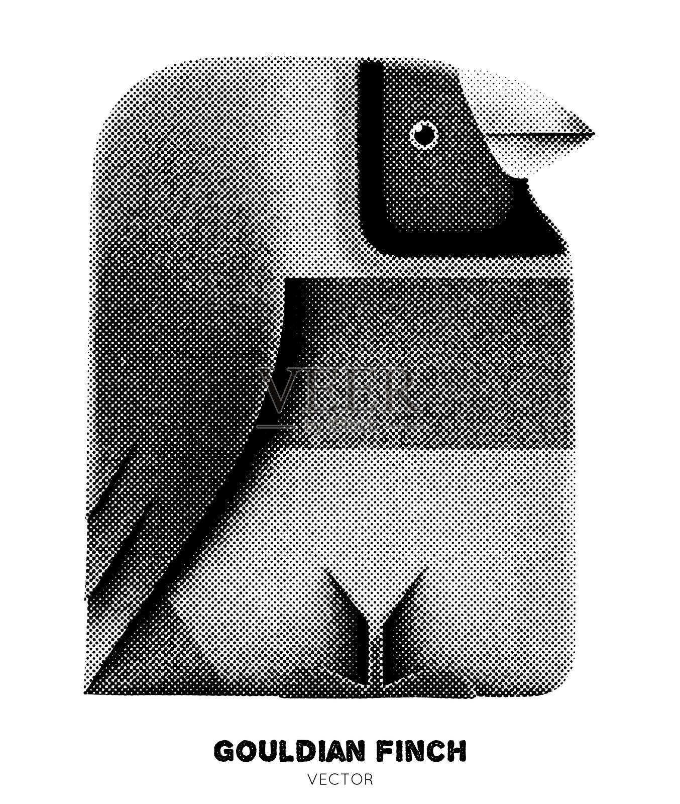 古尔德雀插画图片素材