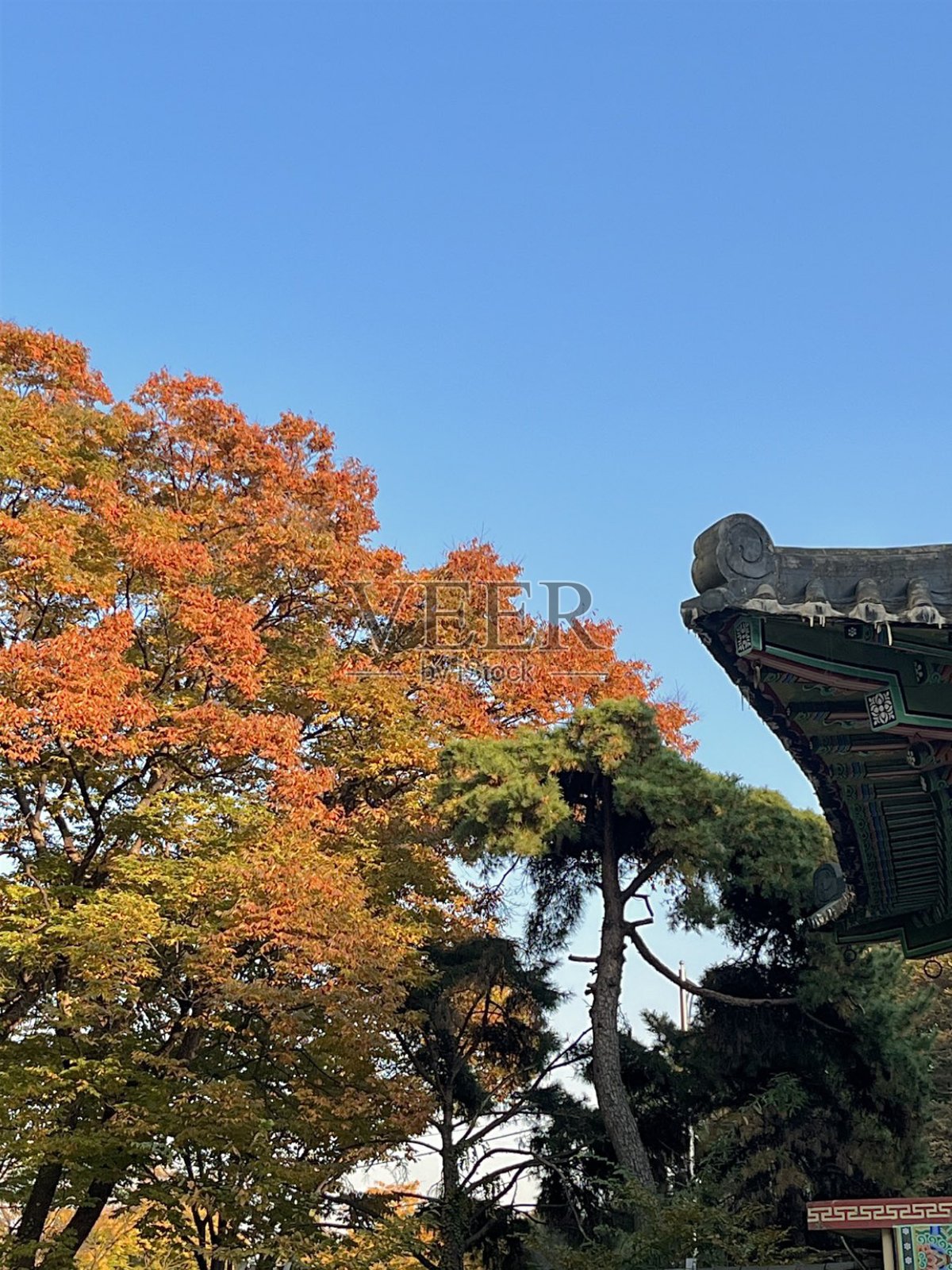 秋季森林背景。明亮的树木，秋天公园中的红橙色树叶。自然变化，十月季节的黄色叶子，沐浴在蓝色心形天空下。阳光明媚的日子，明亮的光线横幅框架。照片摄影图片