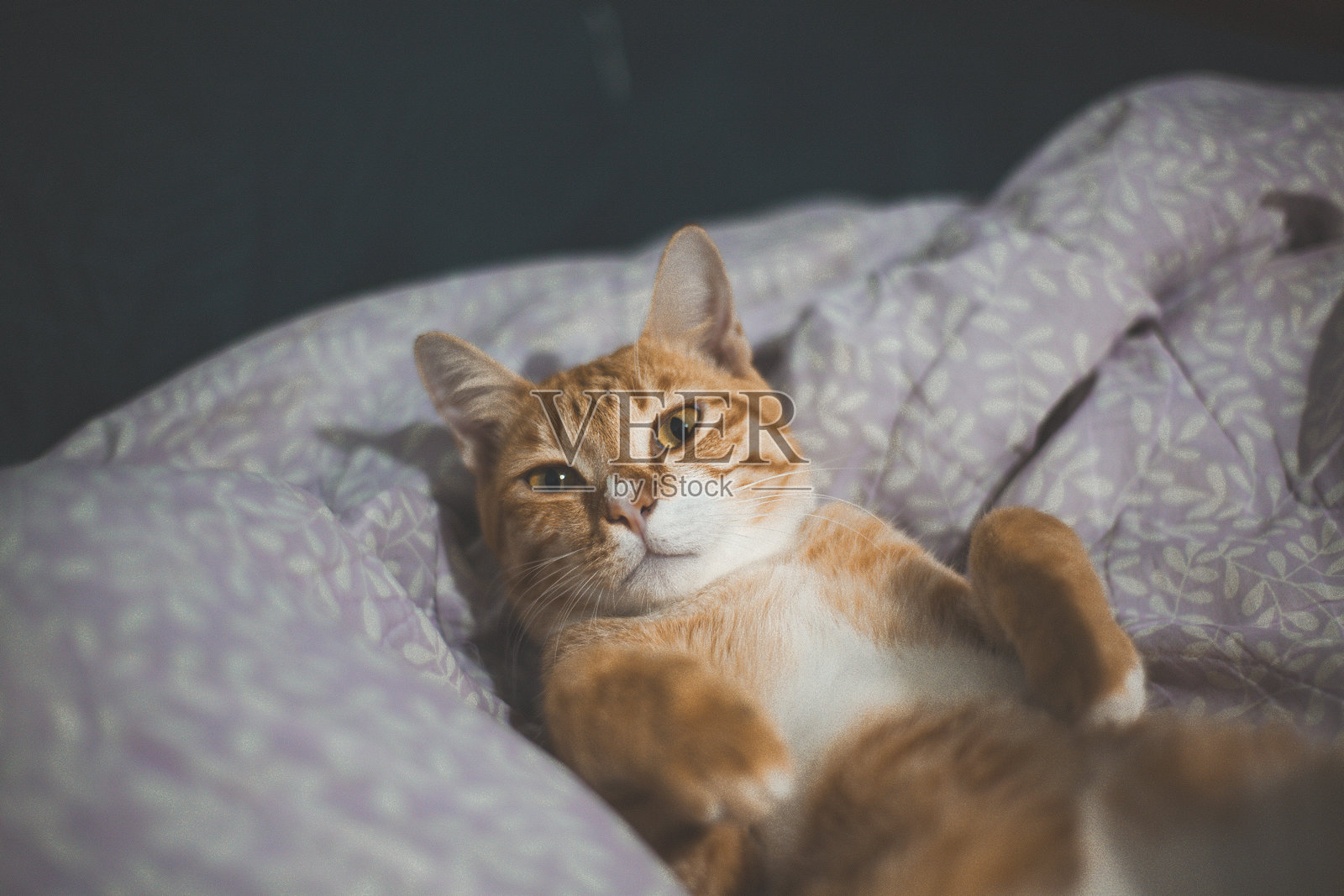 可爱的橘色猫咪照片摄影图片