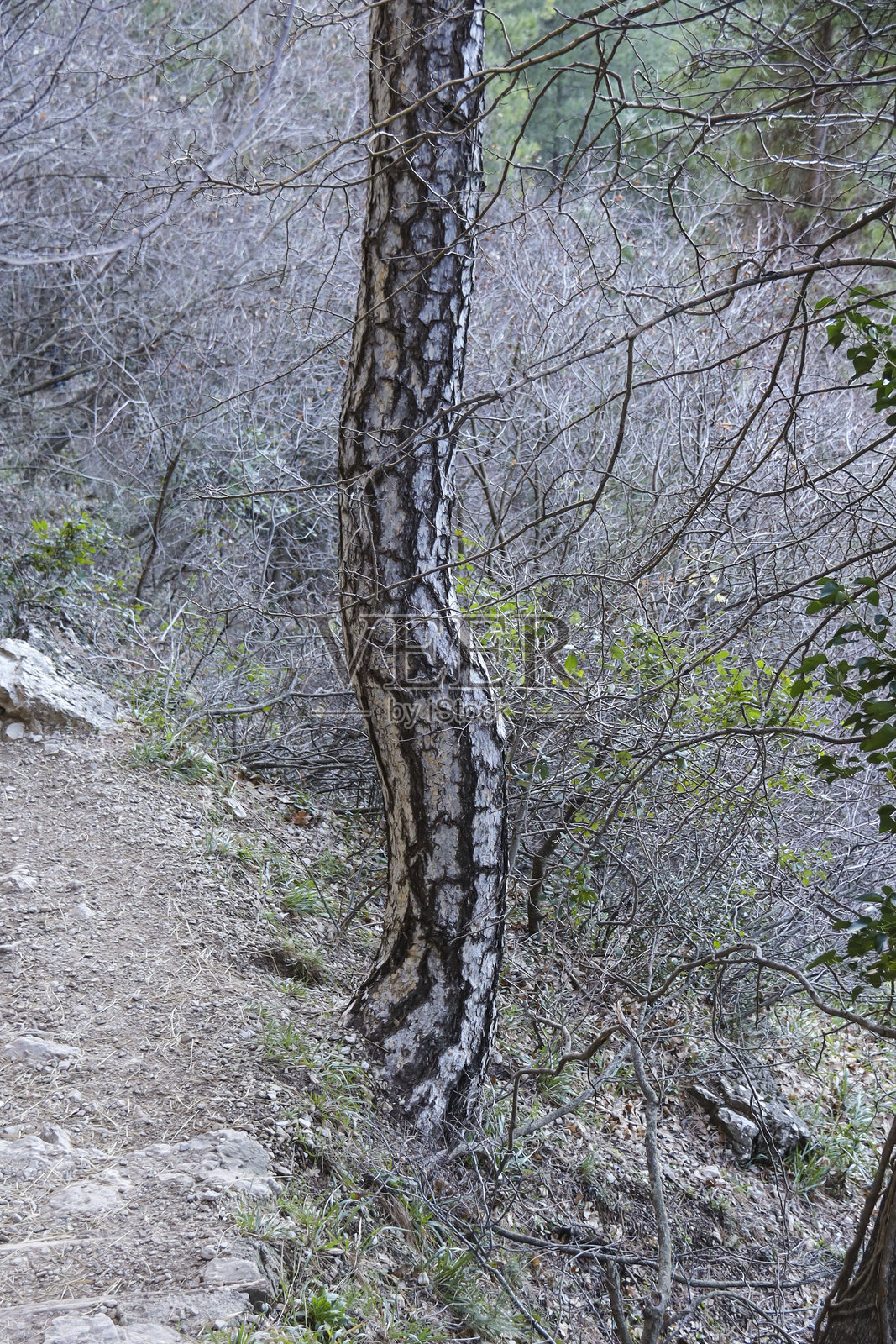 西班牙阿尔巴塞特的穆ndo河源头附近的美丽风景，伴有阿勒匹松。照片摄影图片