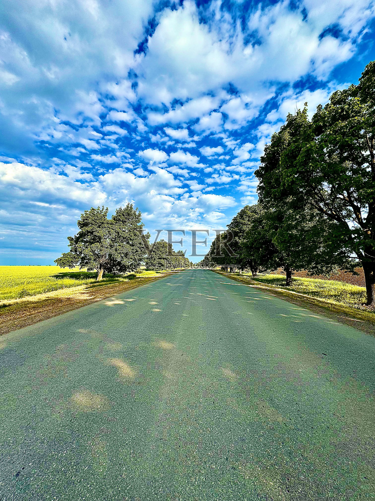 道路、树木、夏天、大自然、阳光照片摄影图片