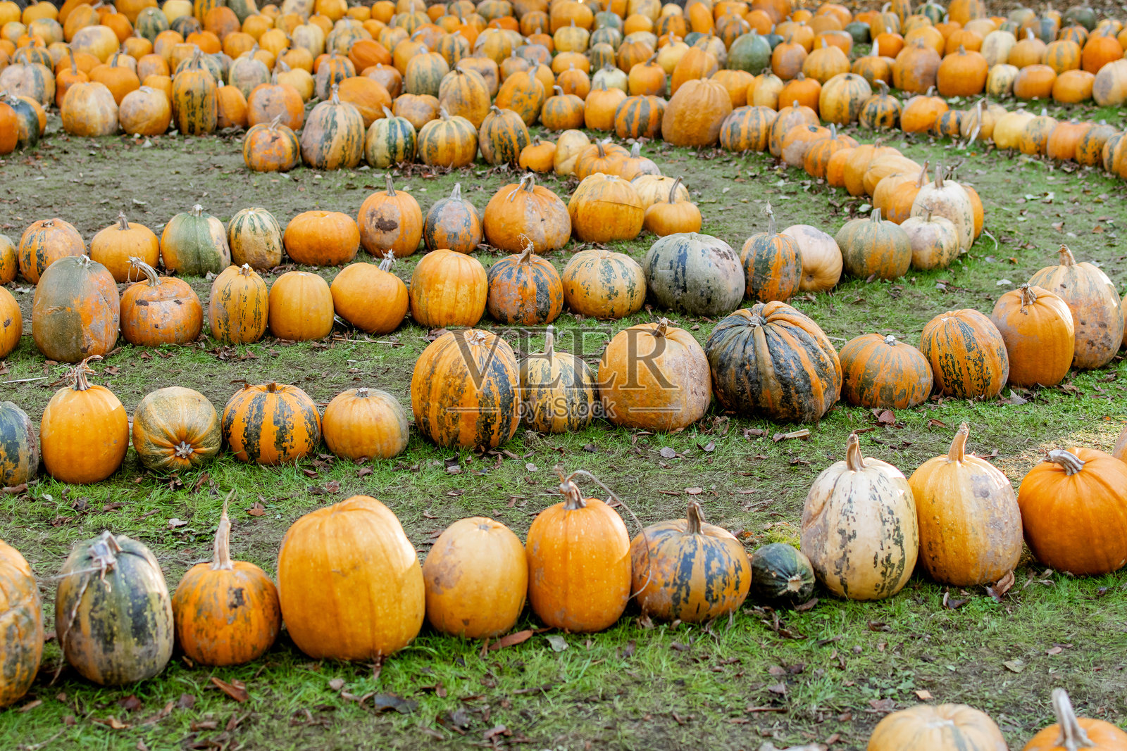 公园里绿色草地上，南瓜呈螺旋状摆放，周围有落叶。万圣节季节，十月的秋天。照片摄影图片