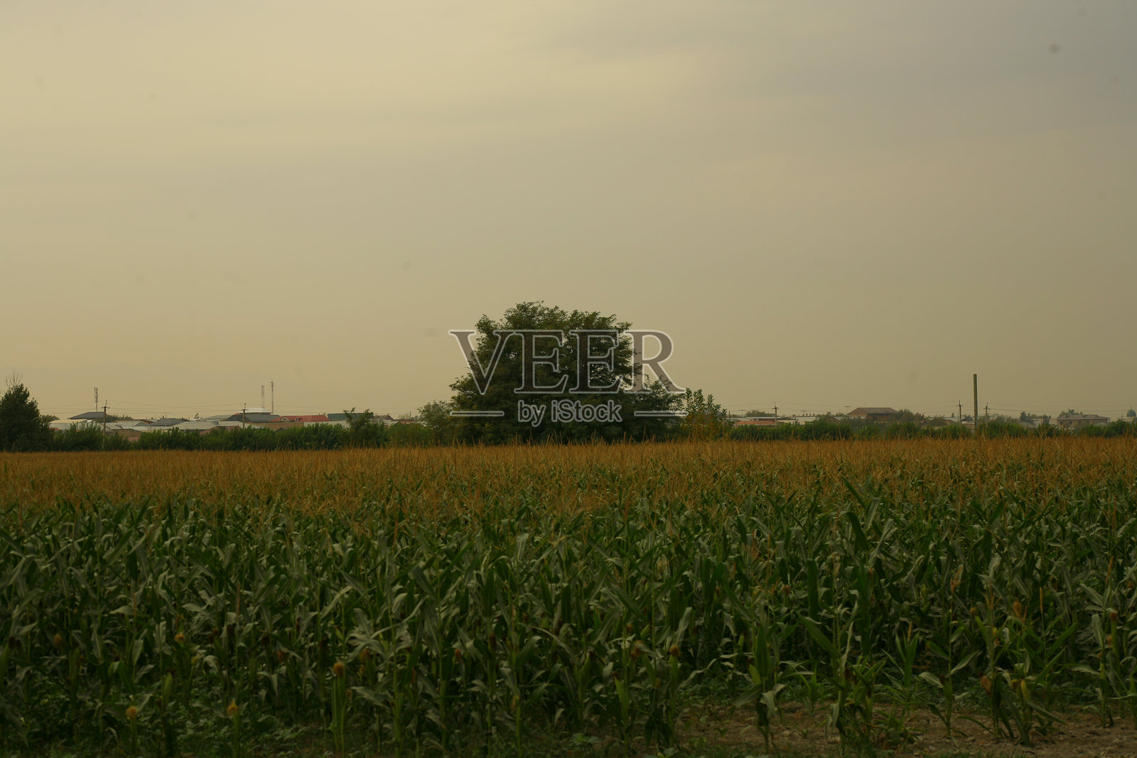 玉米照片摄影图片