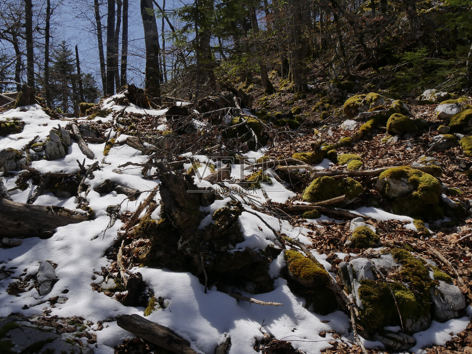 春天，奥特萨瓦省森林中的新雪融化。照片摄影图片