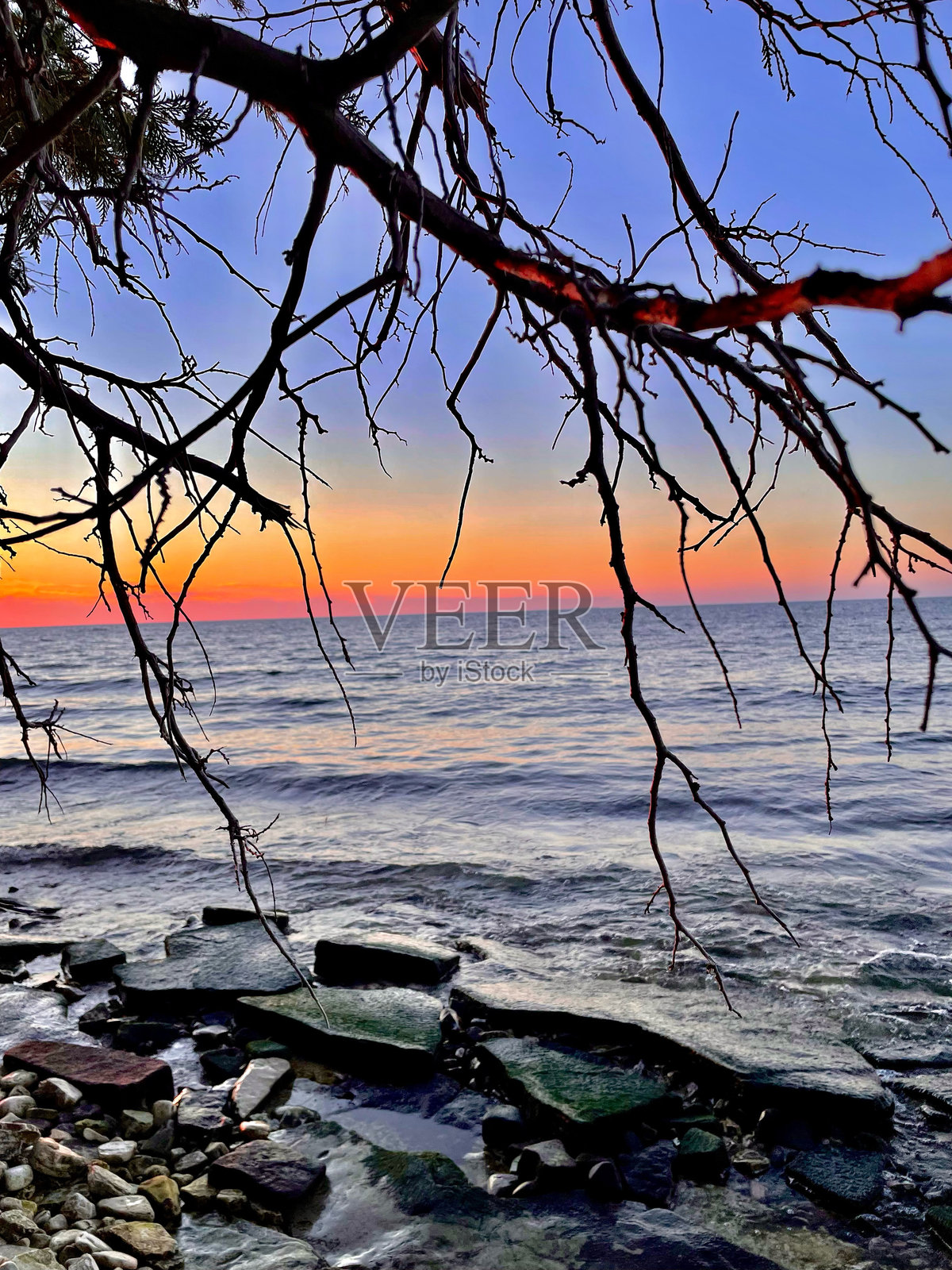 密歇根湖的日落透过树木照片摄影图片