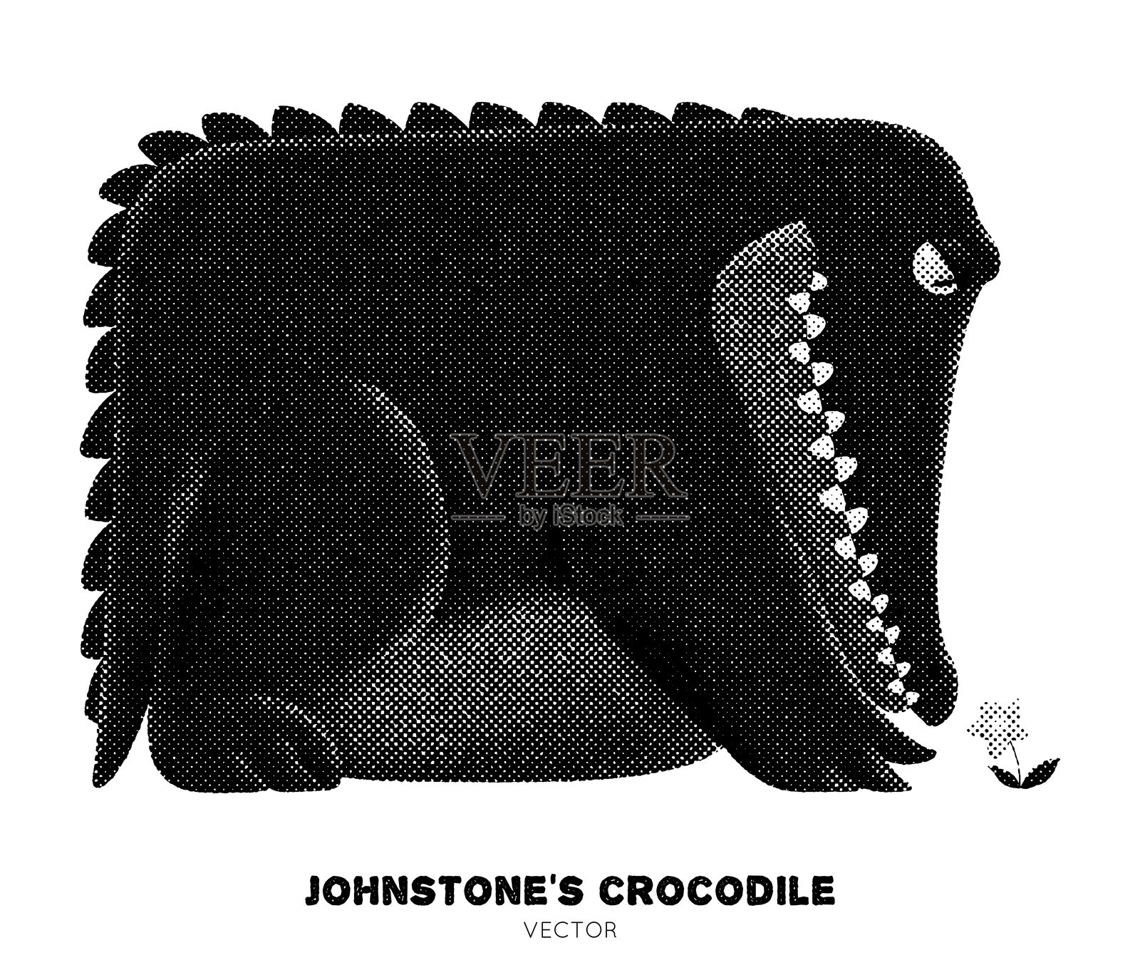 约翰斯顿的鳄鱼插画图片素材