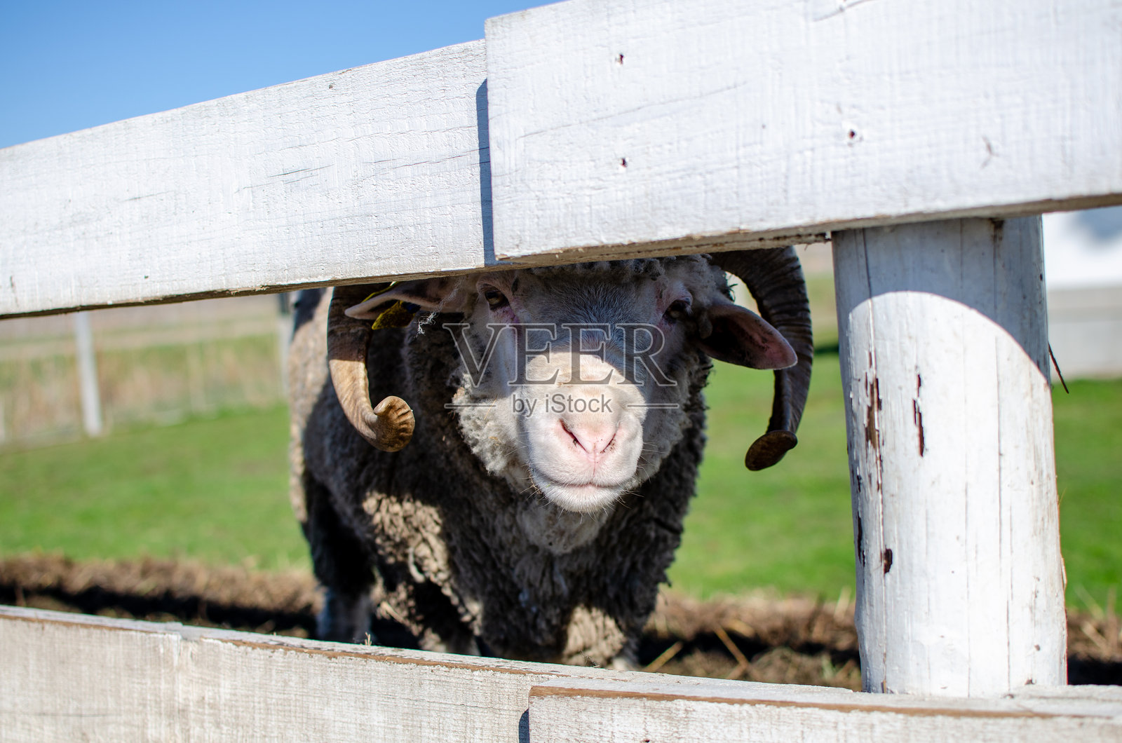 牧场 - 农场，养羊和绵羊。照片摄影图片
