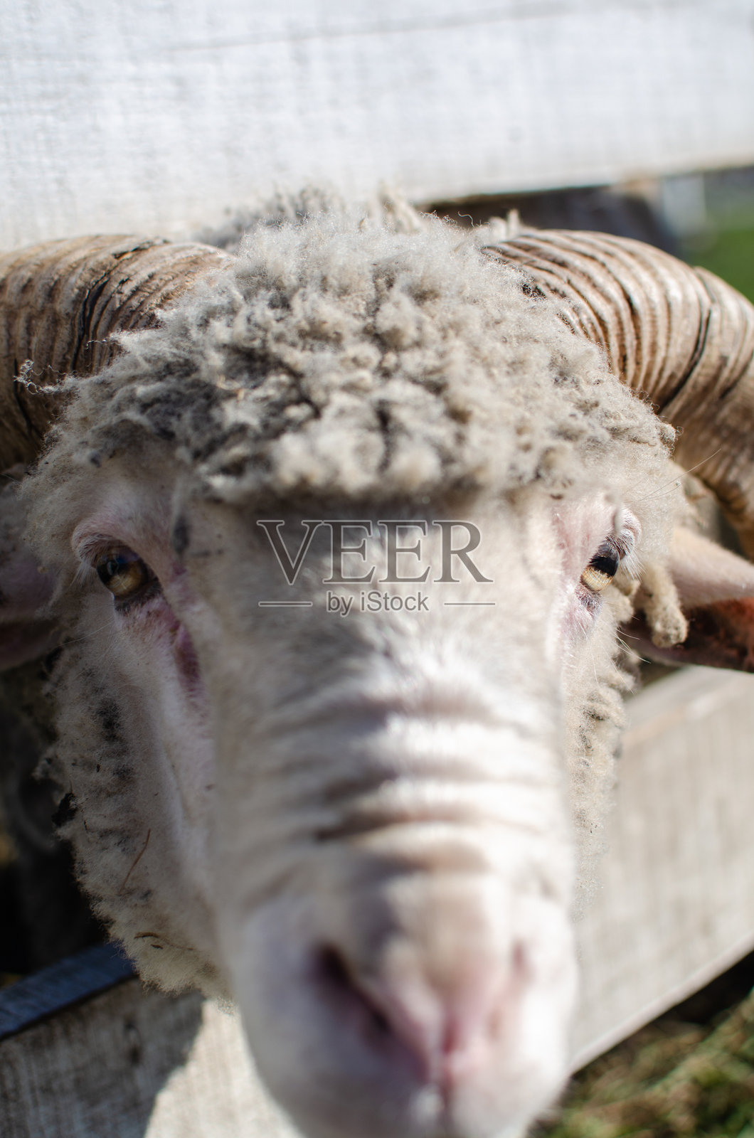 牧场 - 农场，养羊和绵羊。照片摄影图片