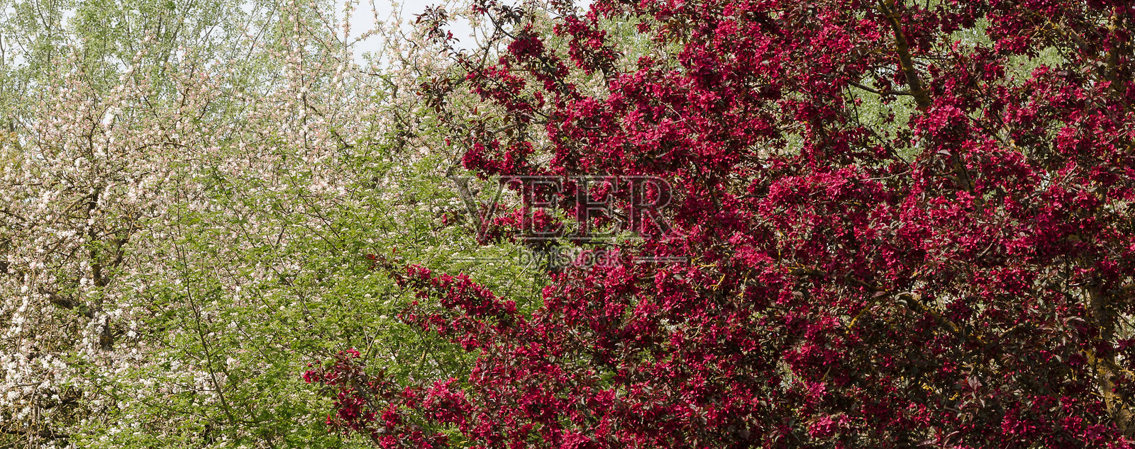 满树深红色花朵的苹果树。照片摄影图片