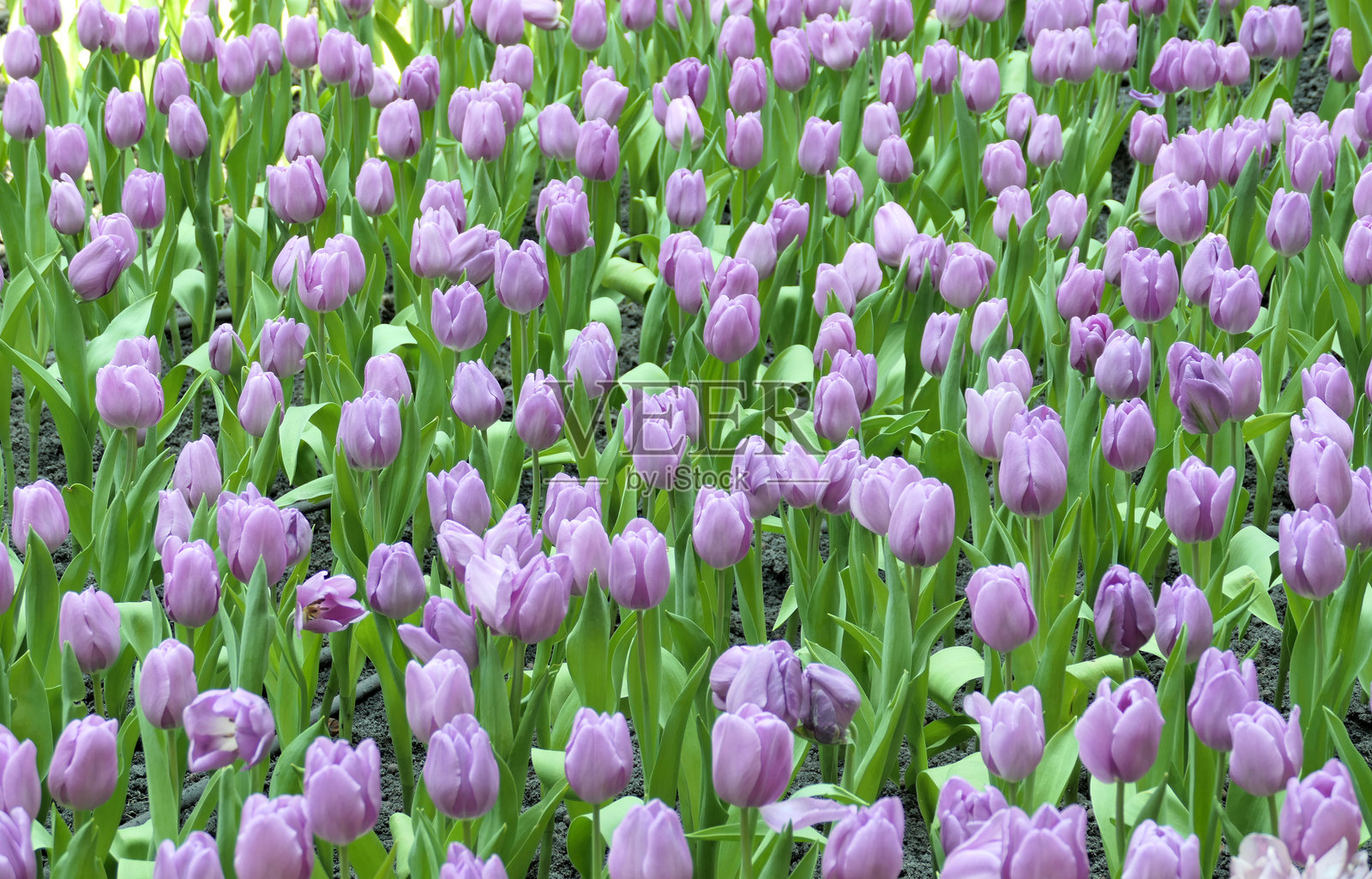 花园里盛开的美丽郁金香照片摄影图片