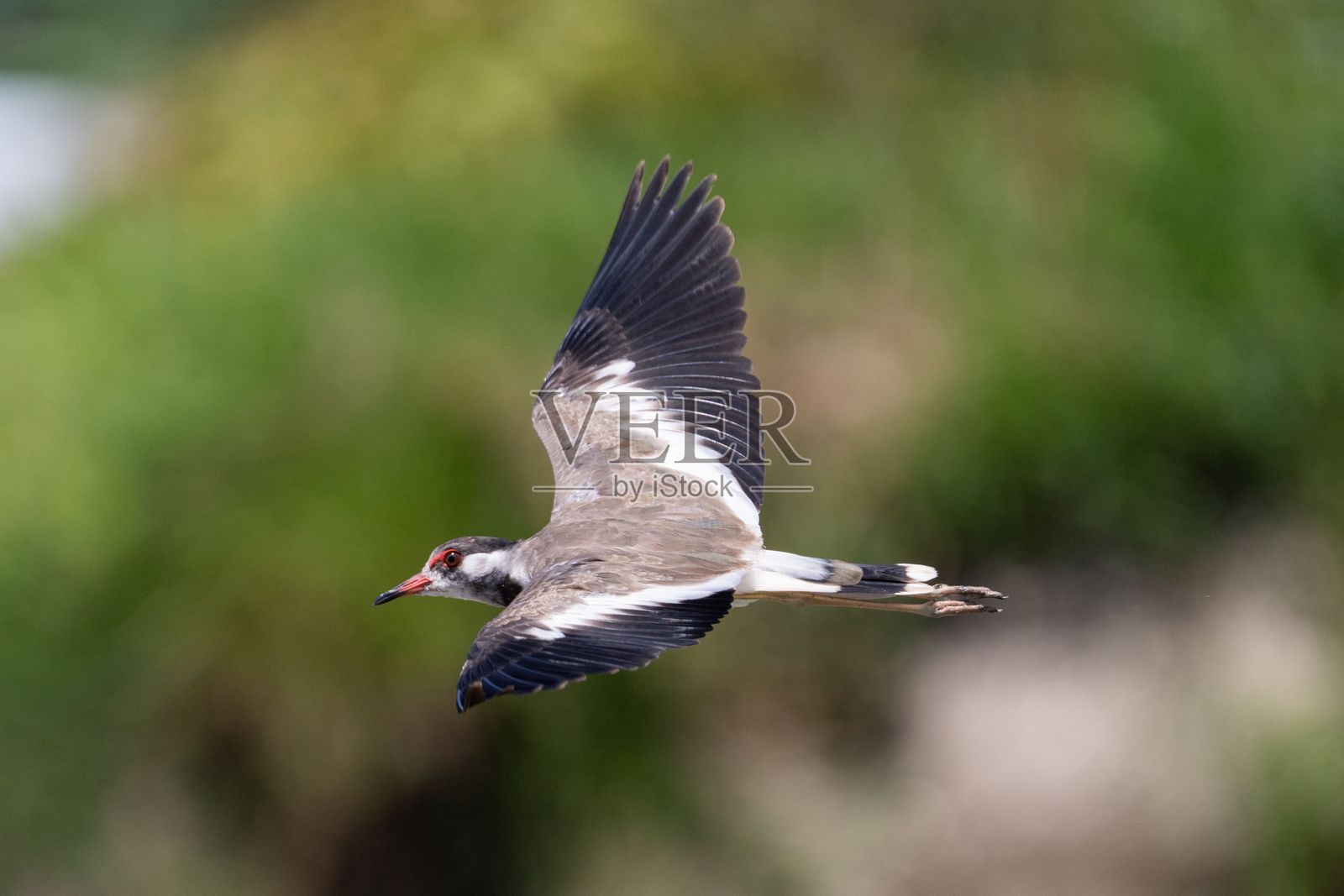 红翅鹤在飞行中照片摄影图片