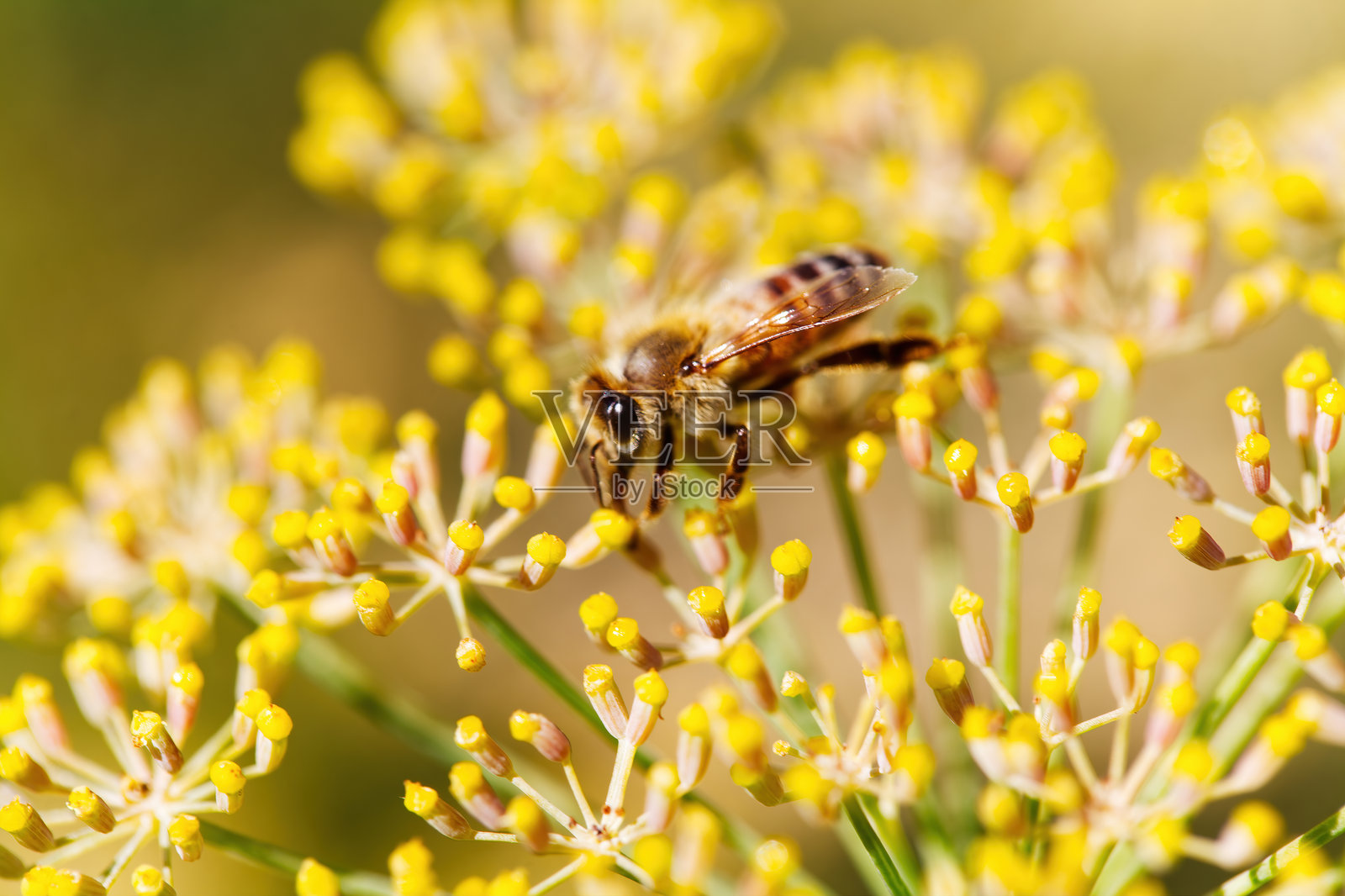 特写镜头中的蜜蜂与黄色花朵，背景模糊。照片摄影图片