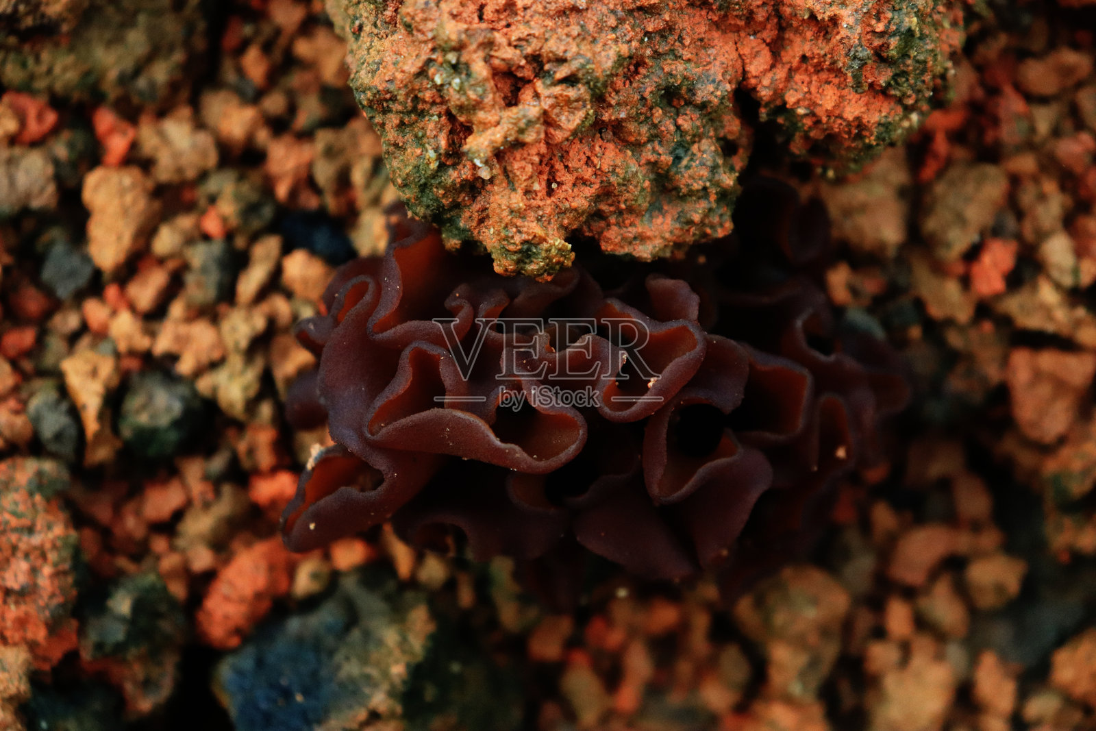 犹太耳、木耳、果冻耳真菌，学名：Auricularia auricula-judae，生长在印度尼西亚的土壤上。照片摄影图片