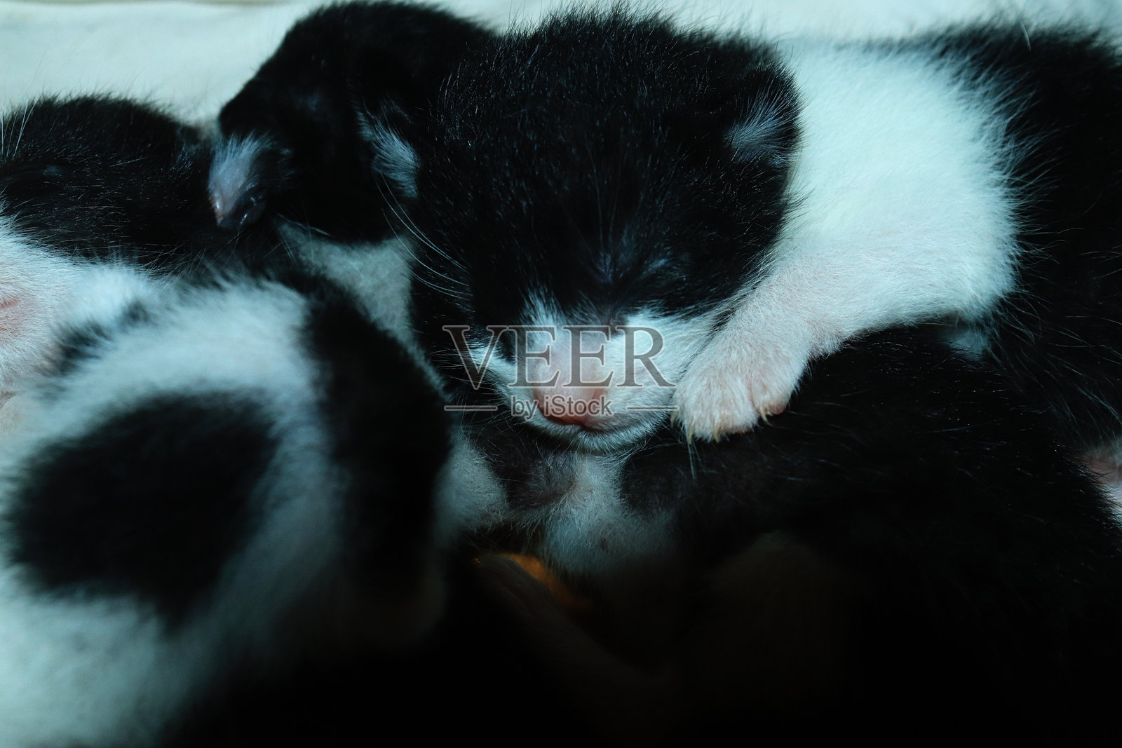 可爱的新生小猫，尚未睁开眼睛，正睡在纸箱上。照片摄影图片