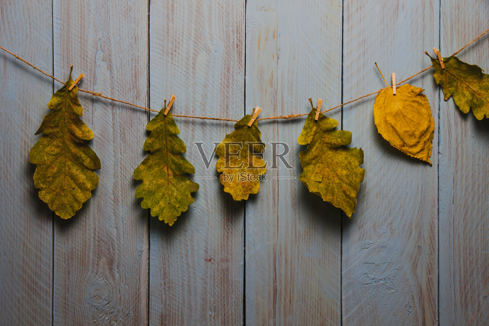 蓝色木质复古板上悬挂的橡树叶子与麻绳照片摄影图片