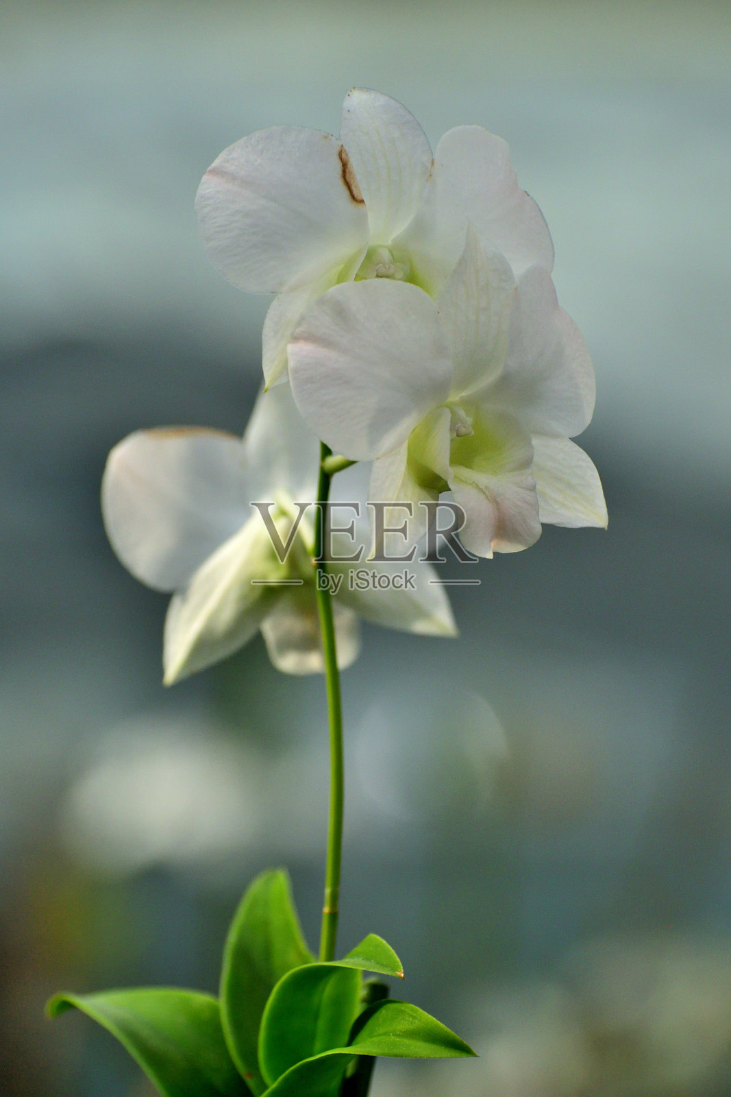 兰花：美丽、精致且芬芳的花朵，具有多种颜色、形状和大小照片摄影图片