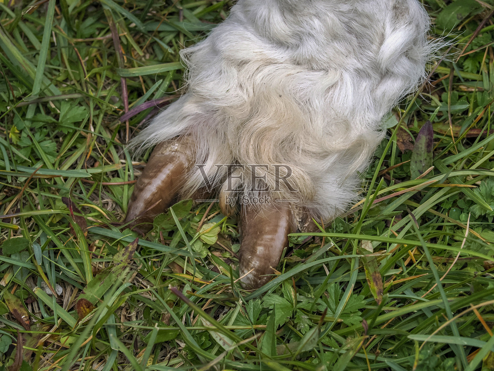 白色可爱的羊驼木屐细节，背景为绿色草地和多洛米蒂山脉照片摄影图片