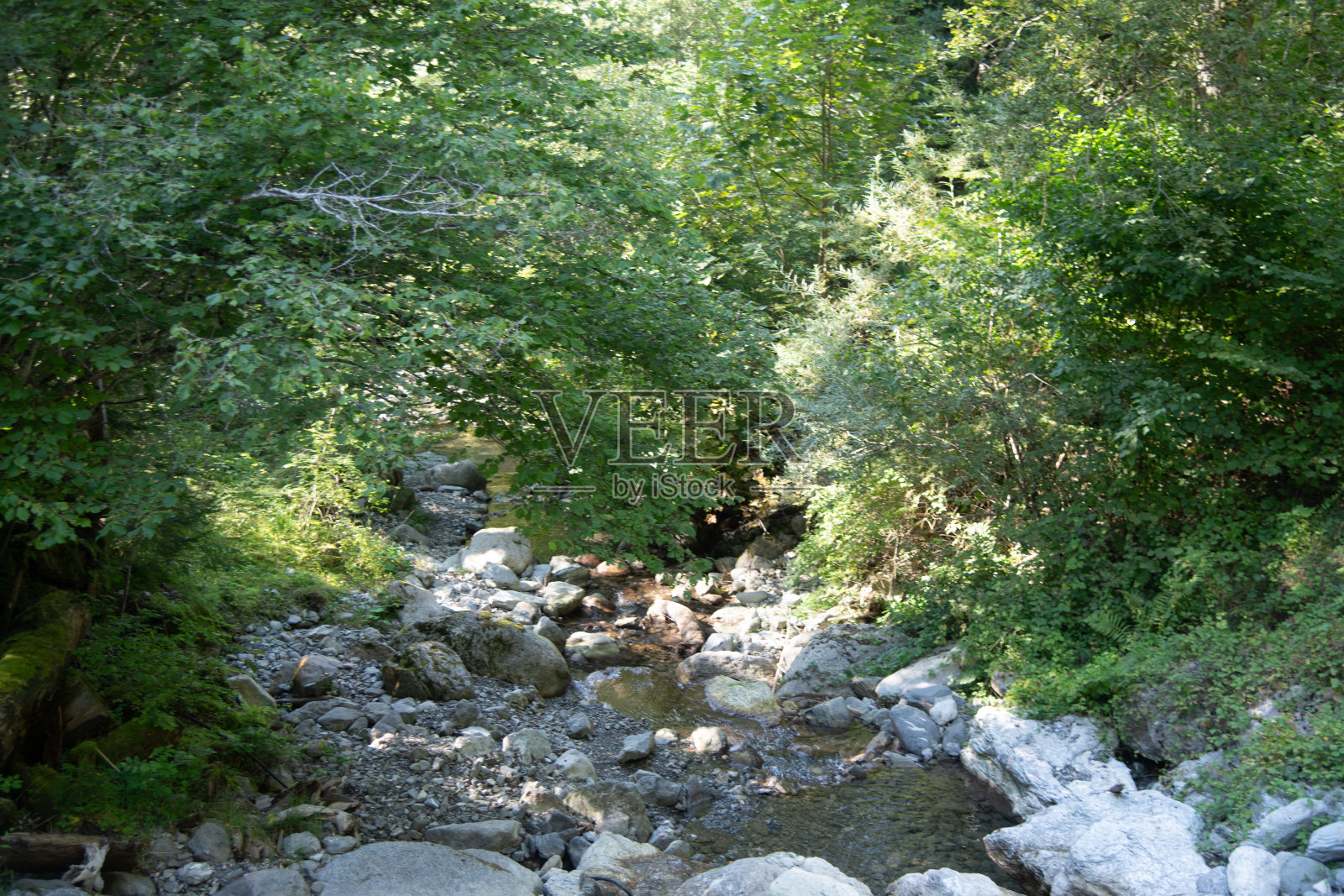 Intyamon照片摄影图片