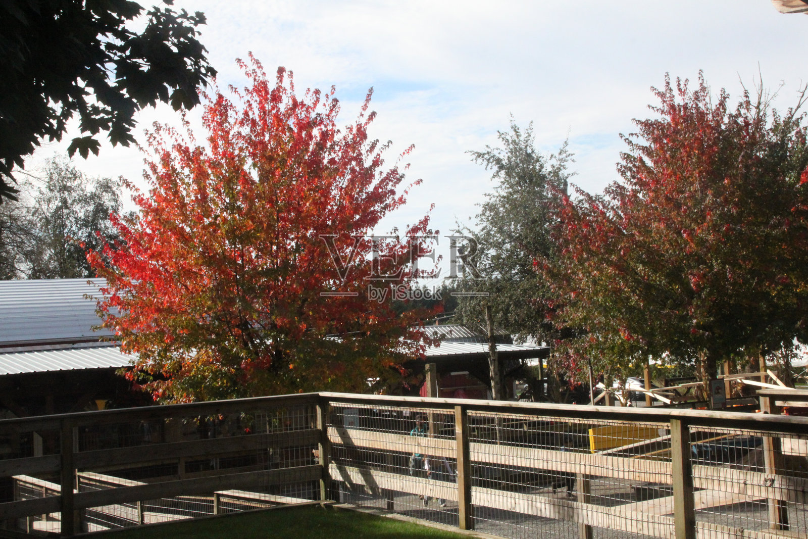 秋天的树木照片摄影图片