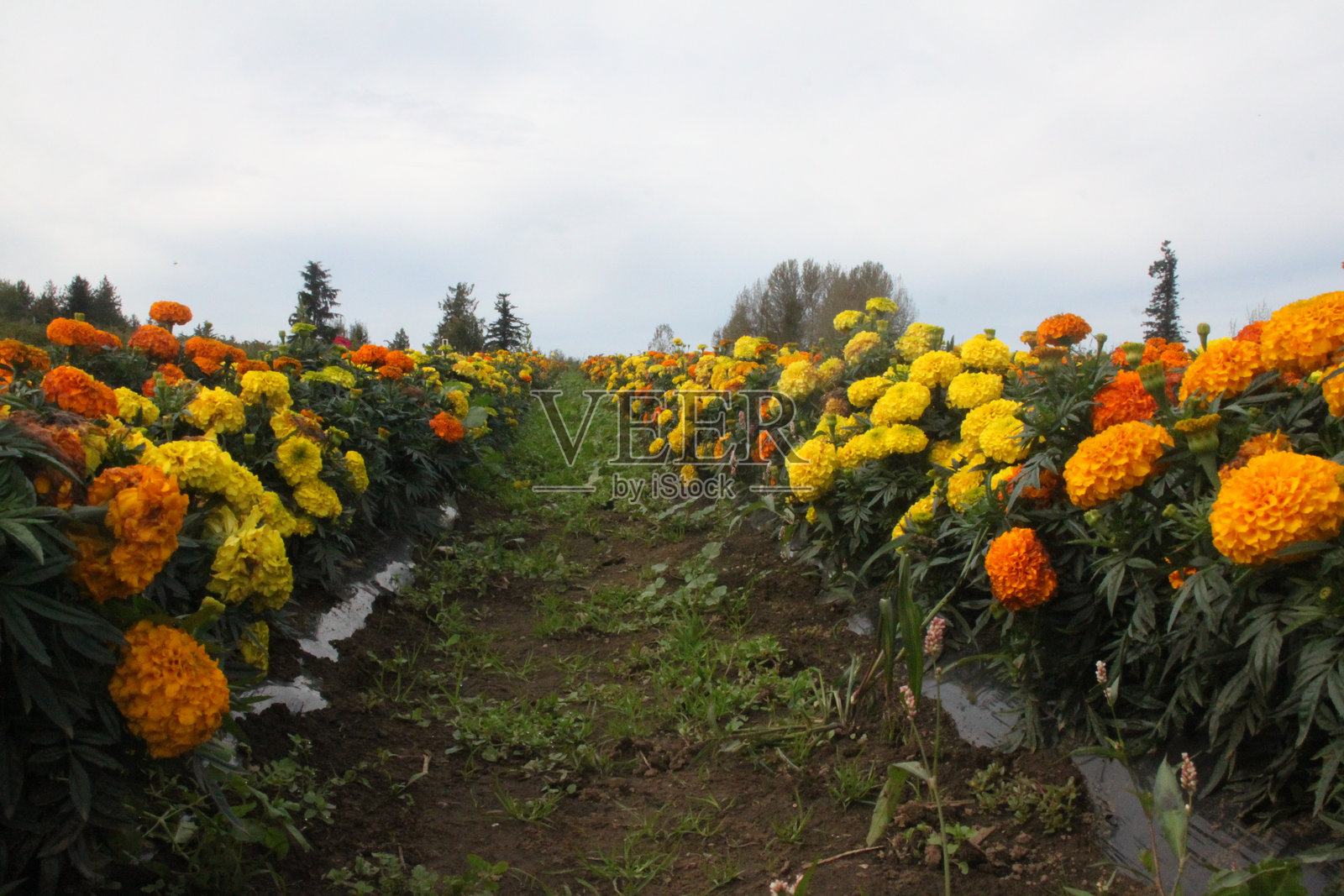 万寿菊田野永恒照片摄影图片