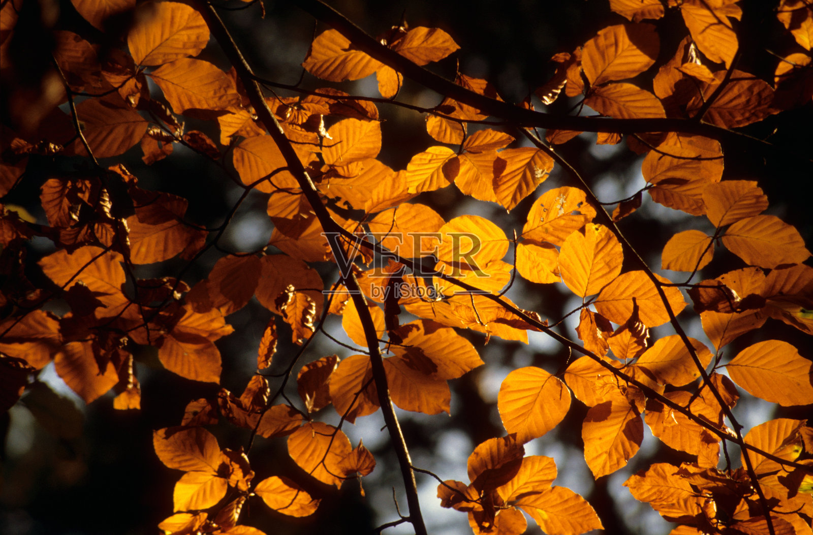 秋天照片摄影图片