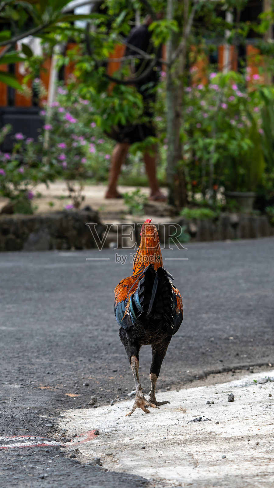 公鸡追赶母鸡，背面视角照片摄影图片
