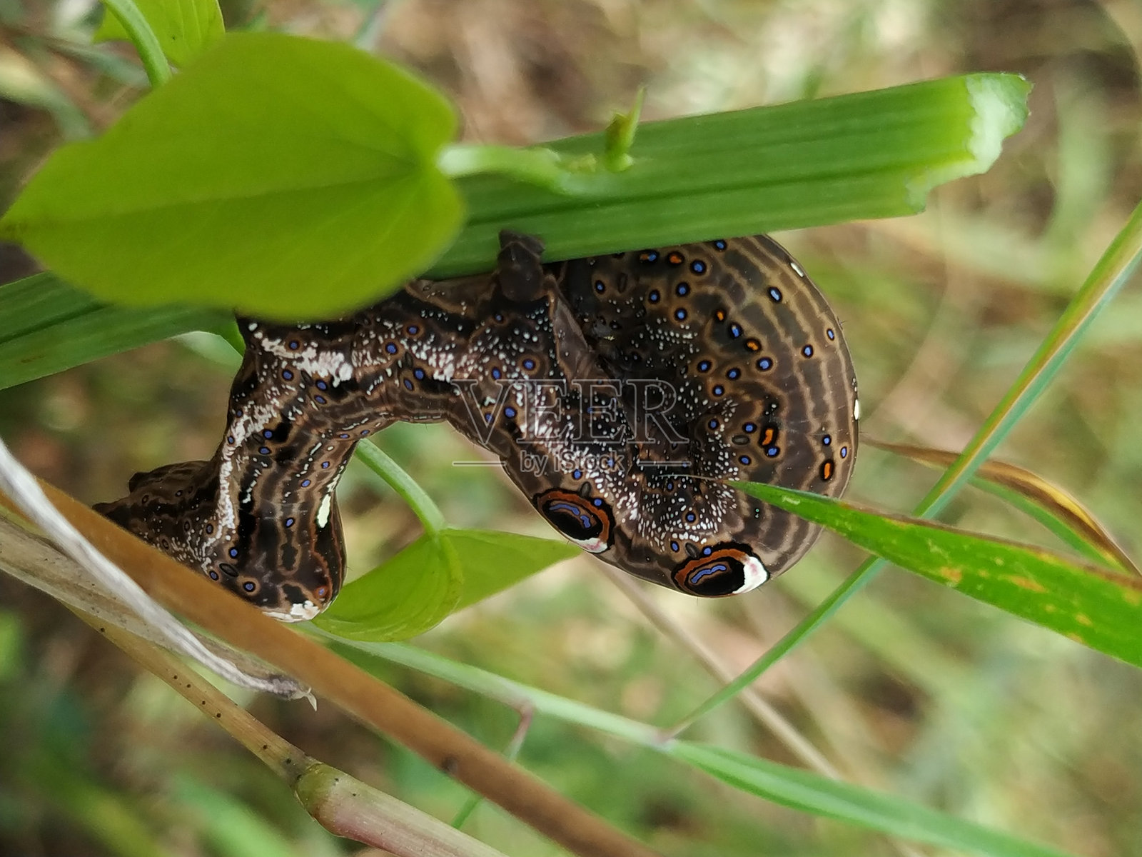 普通果刺蛾的幼虫照片摄影图片