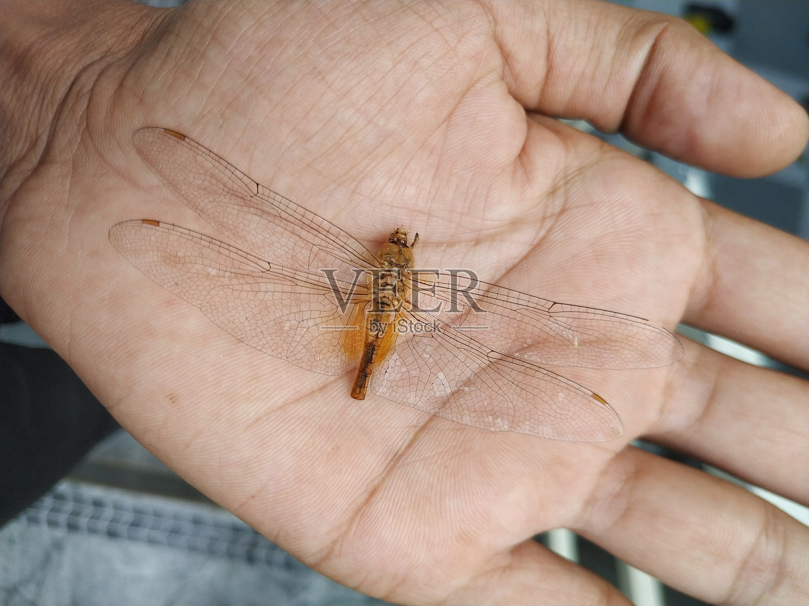 蜻蜓照片摄影图片