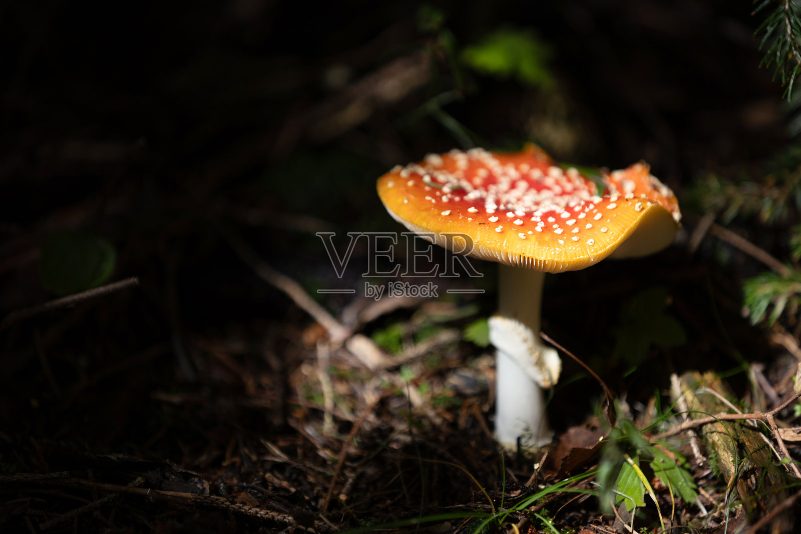 森林中苍蝇伞菌的特写镜头照片摄影图片